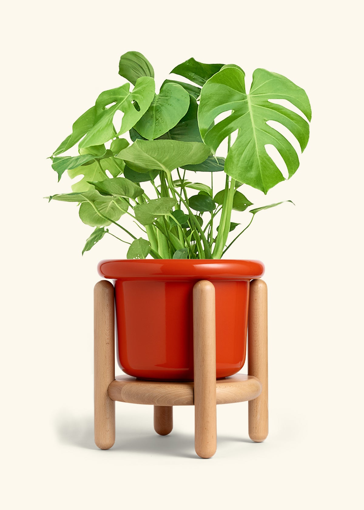 Monstera Swiss Cheese Plant in a 10 inches Fat Lip Red Planter in a Oat Petal Drip Tray