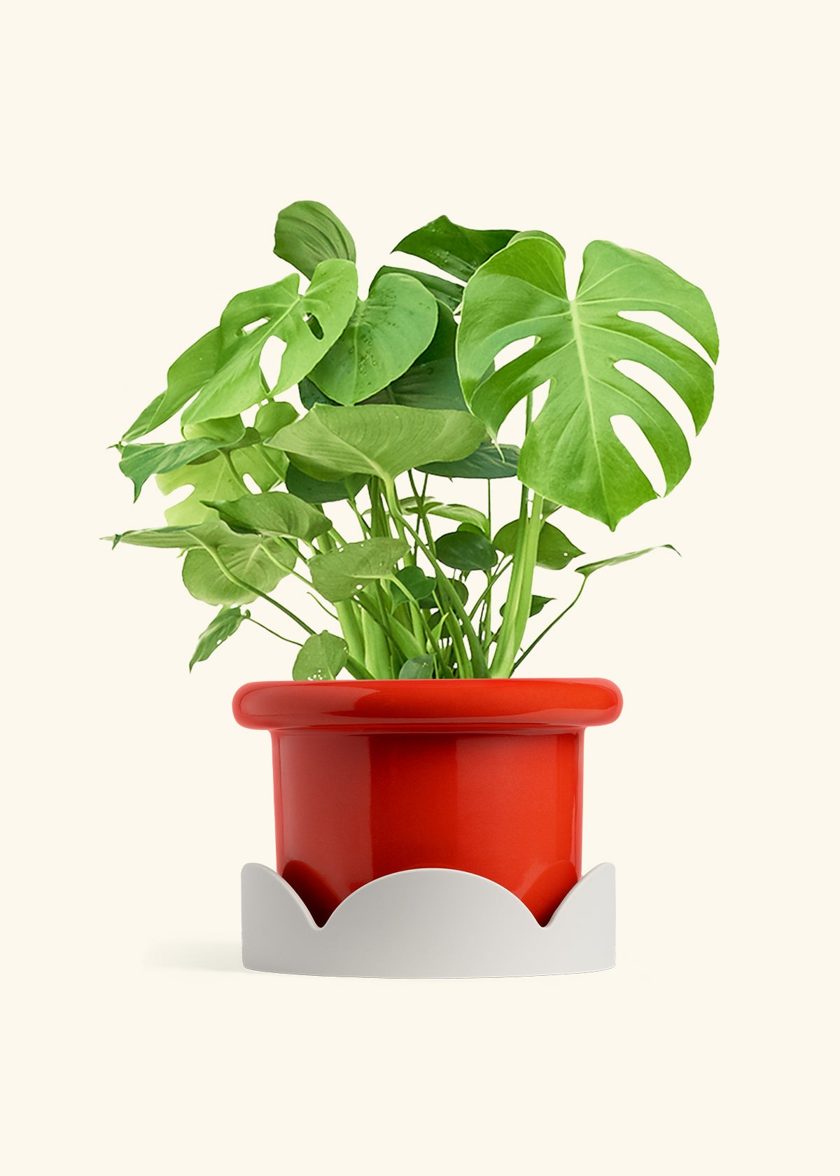 Monstera Swiss Cheese Plant in a 10 inches Fat Lip Red Planter in a Beech Wood Stand