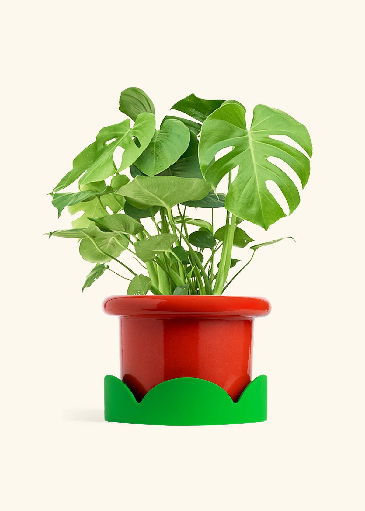 Monstera Swiss Cheese Plant in a 10 inches Fat Lip Red Planter in a Shamrock Petal Drip Tray