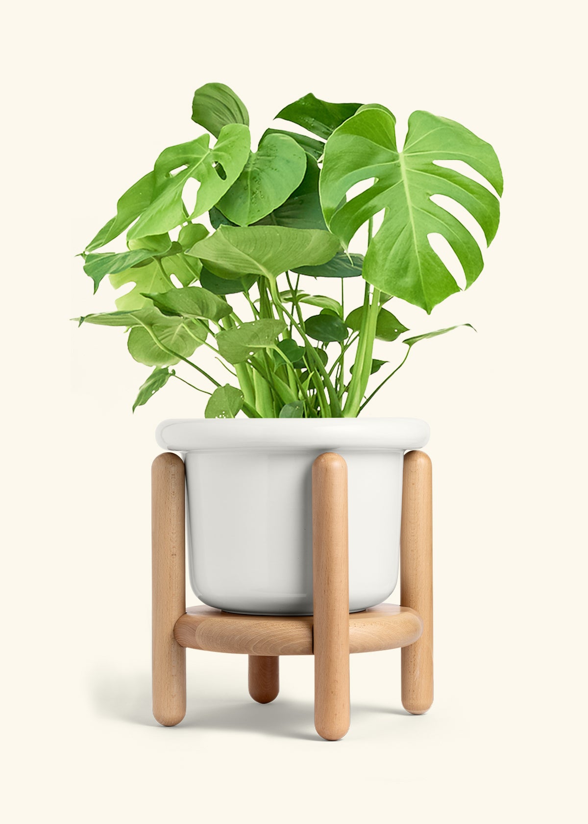 Monstera Swiss Cheese Plant in a 10 inches Fat Lip White Planter in a Beech Wood Stand