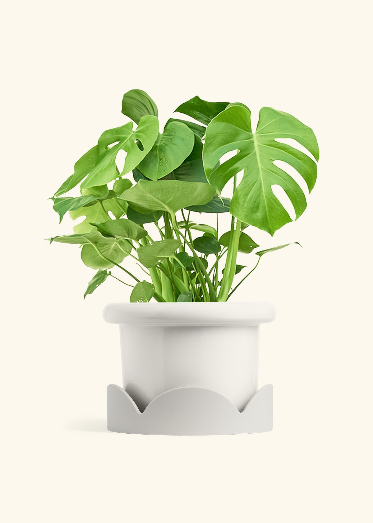 Monstera Swiss Cheese Plant in a 10 inches Fat Lip White Planter in a Oat Petal Drip Tray
