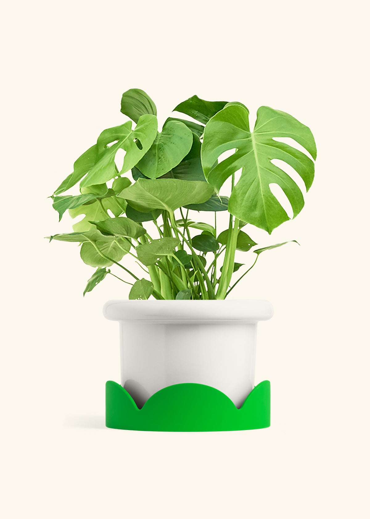 Monstera Swiss Cheese Plant in a 10 inches Fat Lip White Planter in a Shamrock Petal Drip Tray