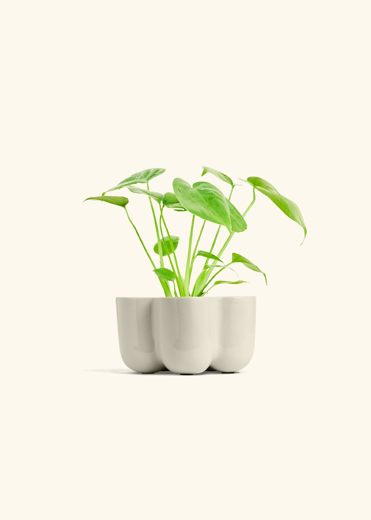 Monstera Swiss Cheese Plant in a 4 inches in a Oat Petal Planter