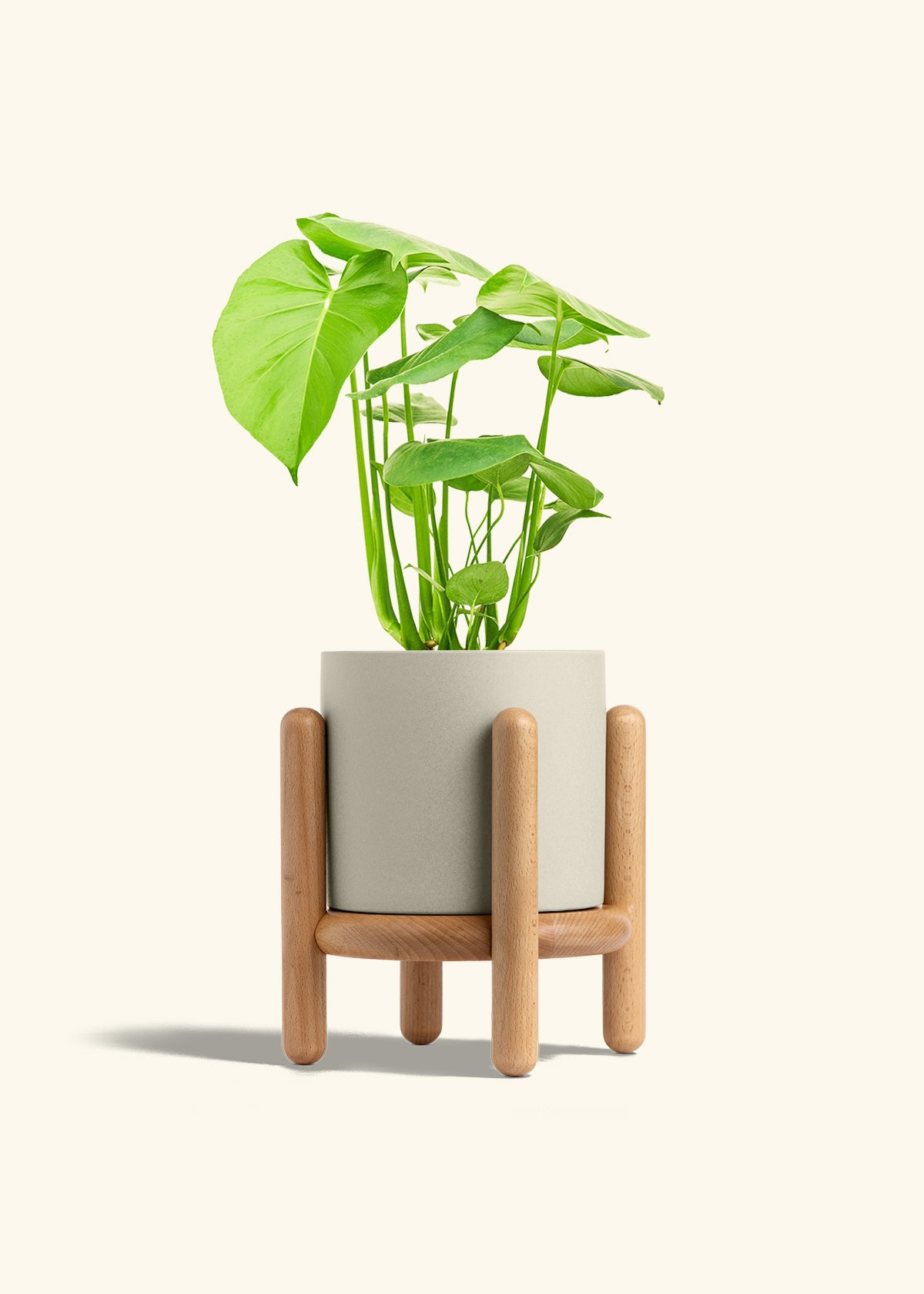 Swiss Cheese Plant in a 6 inches Oat Classic Cylinder Planter in a Beech Wood Stand