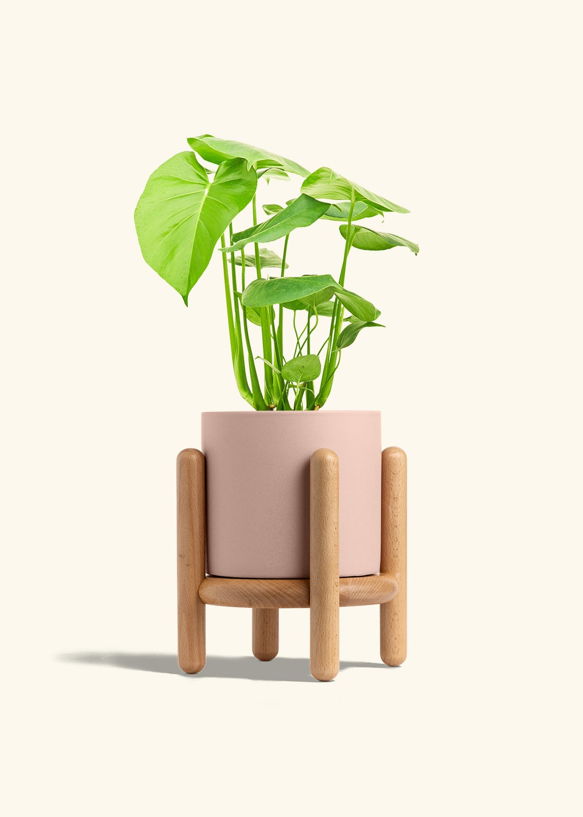 Swiss Cheese Plant in a 6 inches Pink Classic Cylinder Planter in a Beech Wood Stand