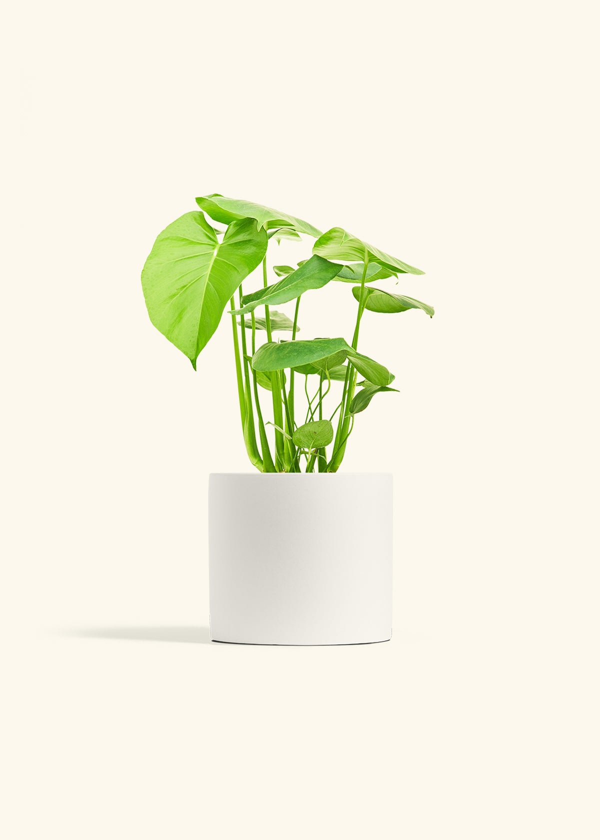 Swiss Cheese Plant in a 6 inches White Classic Cylinder Planter