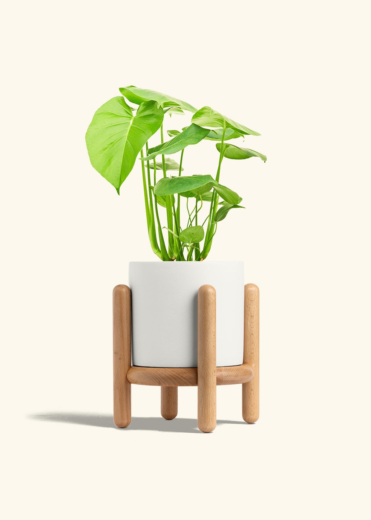 Swiss Cheese Plant in a 6 inches White Classic Cylinder Planter in a Beech Wood Stand