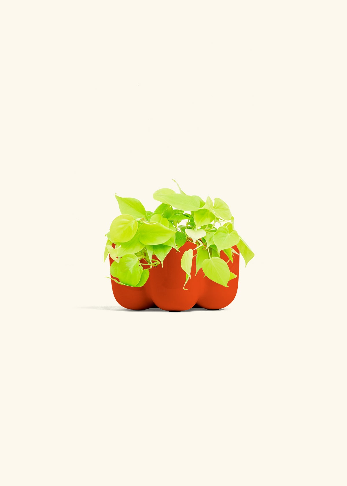 Neon Philodendron in a 4 inches in a Red Petal Planter