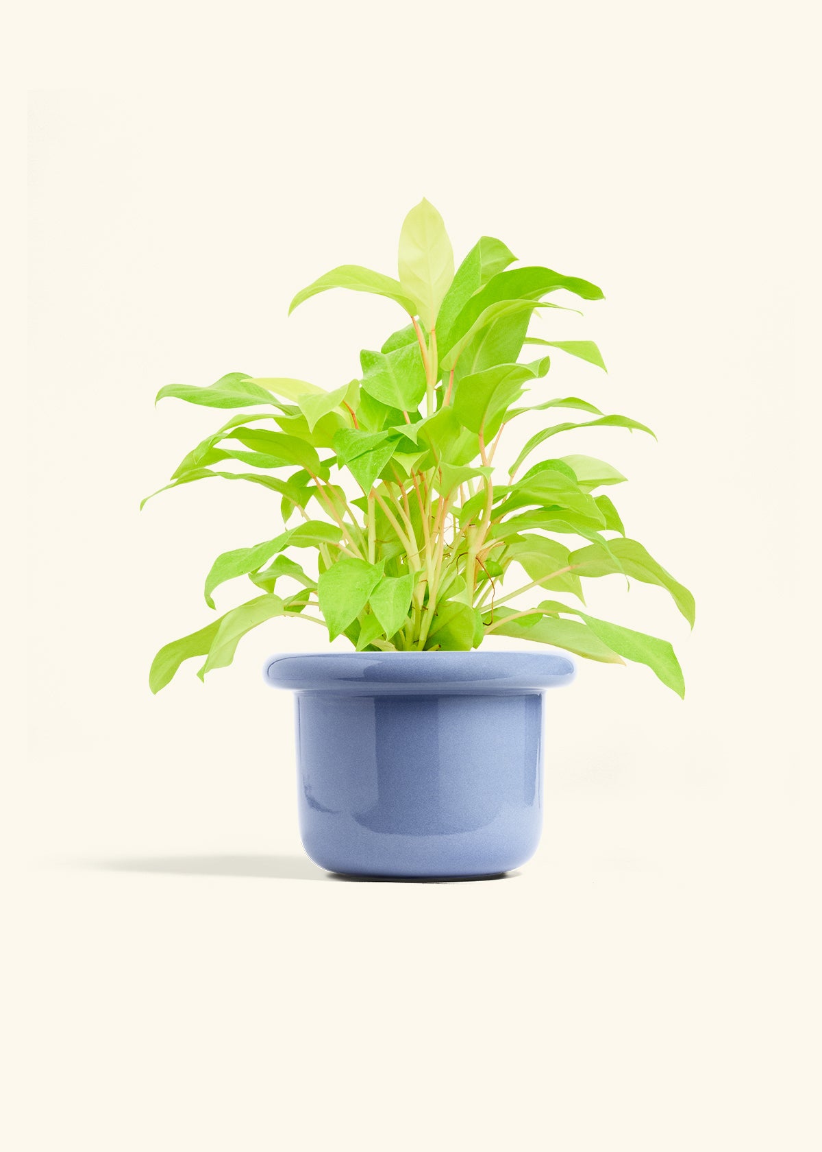 Philodendron Neon in a 6 inches Fat Lip Blue Planter