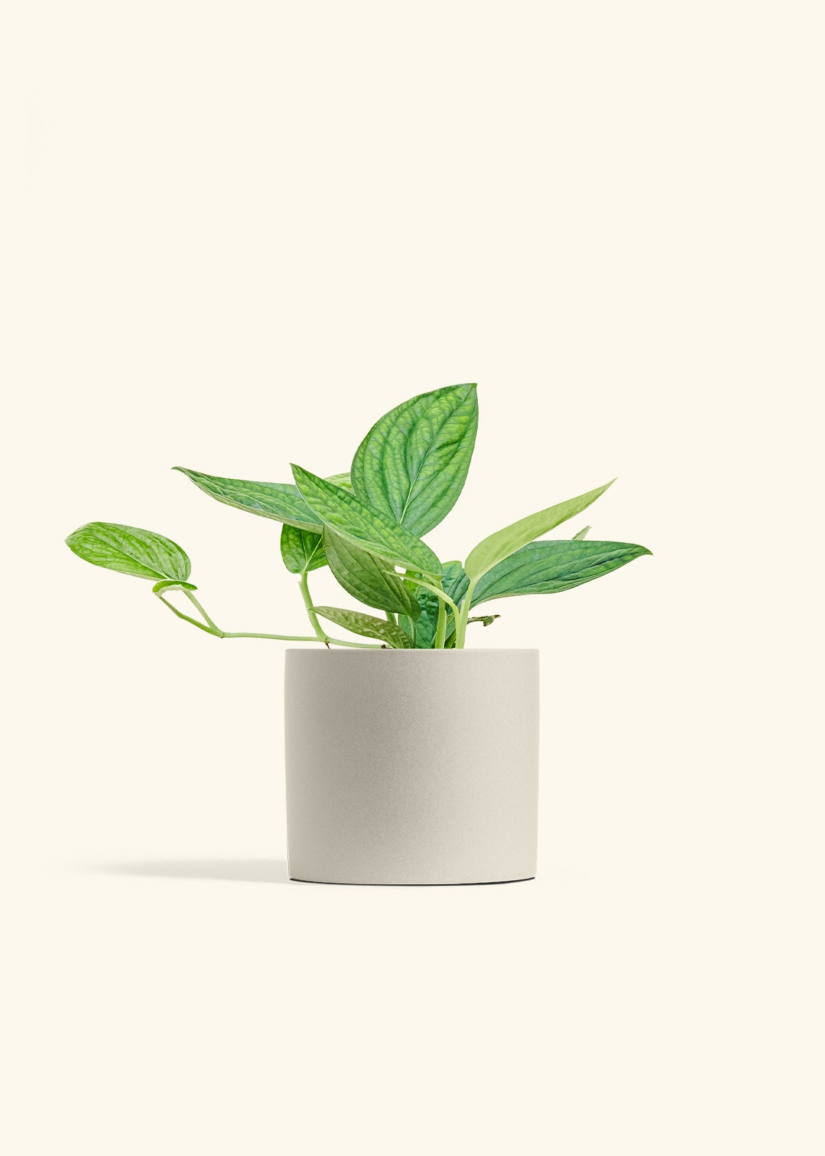 Monstera 'Peru', Medium in a 6 inches Oat Classic Cylinder Planter