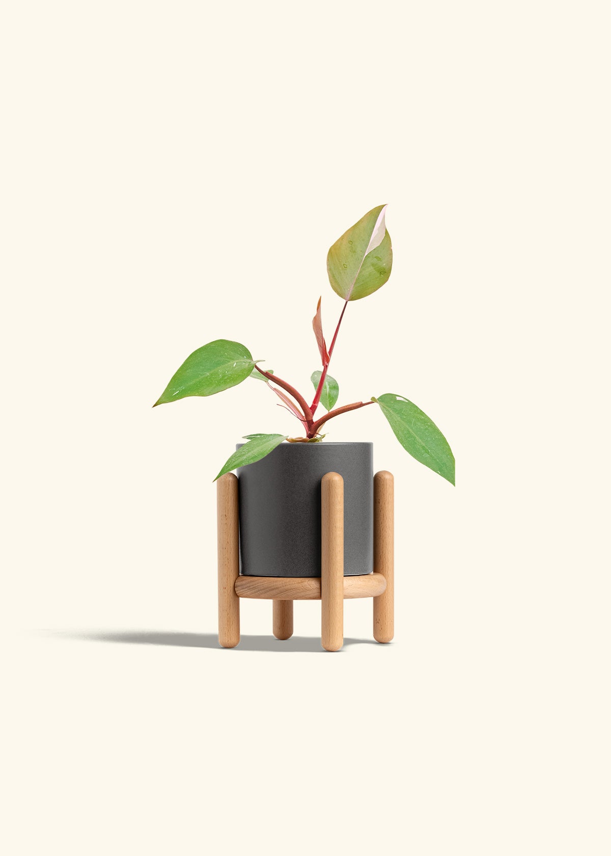 Philodendron Erubescens Pink Princess in a 4 inches Charcoal Classic Cylinder Planter in a Beech Wood Stand
