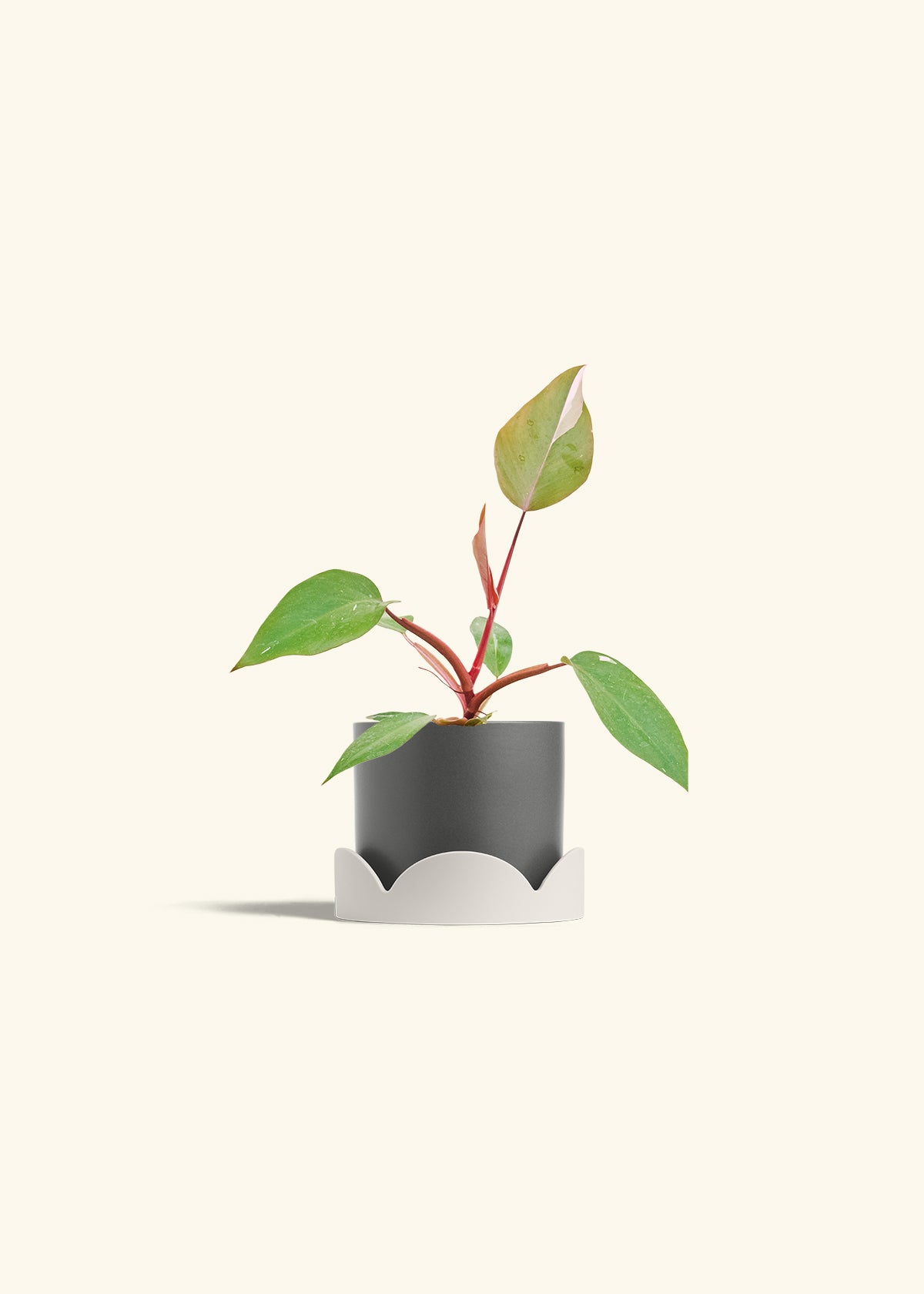 Philodendron Erubescens Pink Princess in a 4 inches Charcoal Classic Cylinder Planter in a Oat Petal Drip Tray