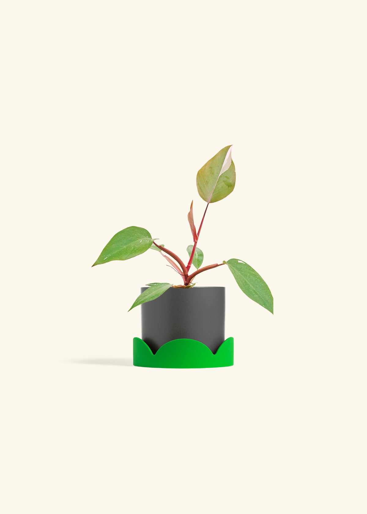 Philodendron Erubescens Pink Princess in a 4 inches Charcoal Classic Cylinder Planter in a Shamrock Petal Drip Tray