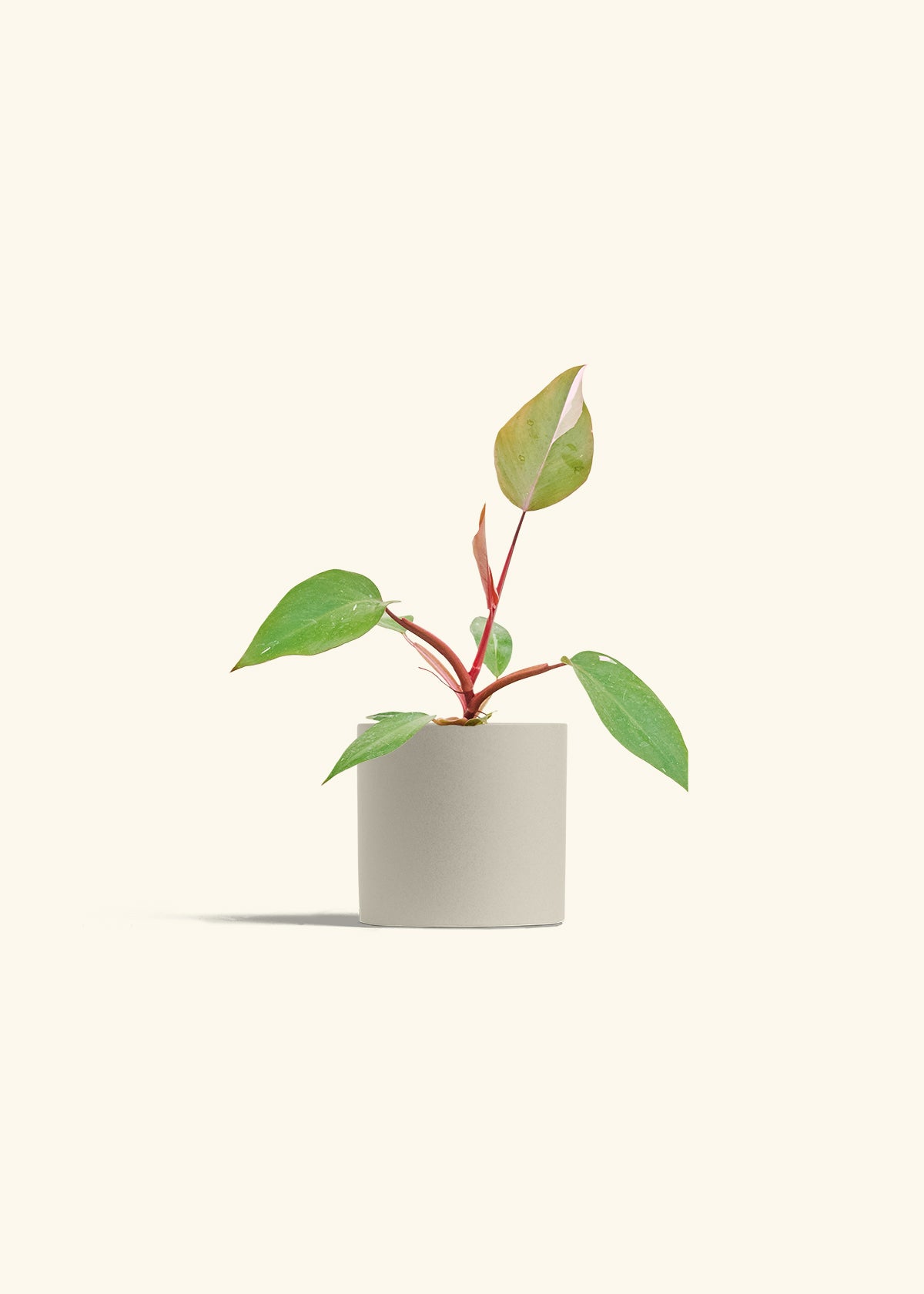 Philodendron Erubescens Pink Princess in a 4 inches Oat Classic Cylinder Planter