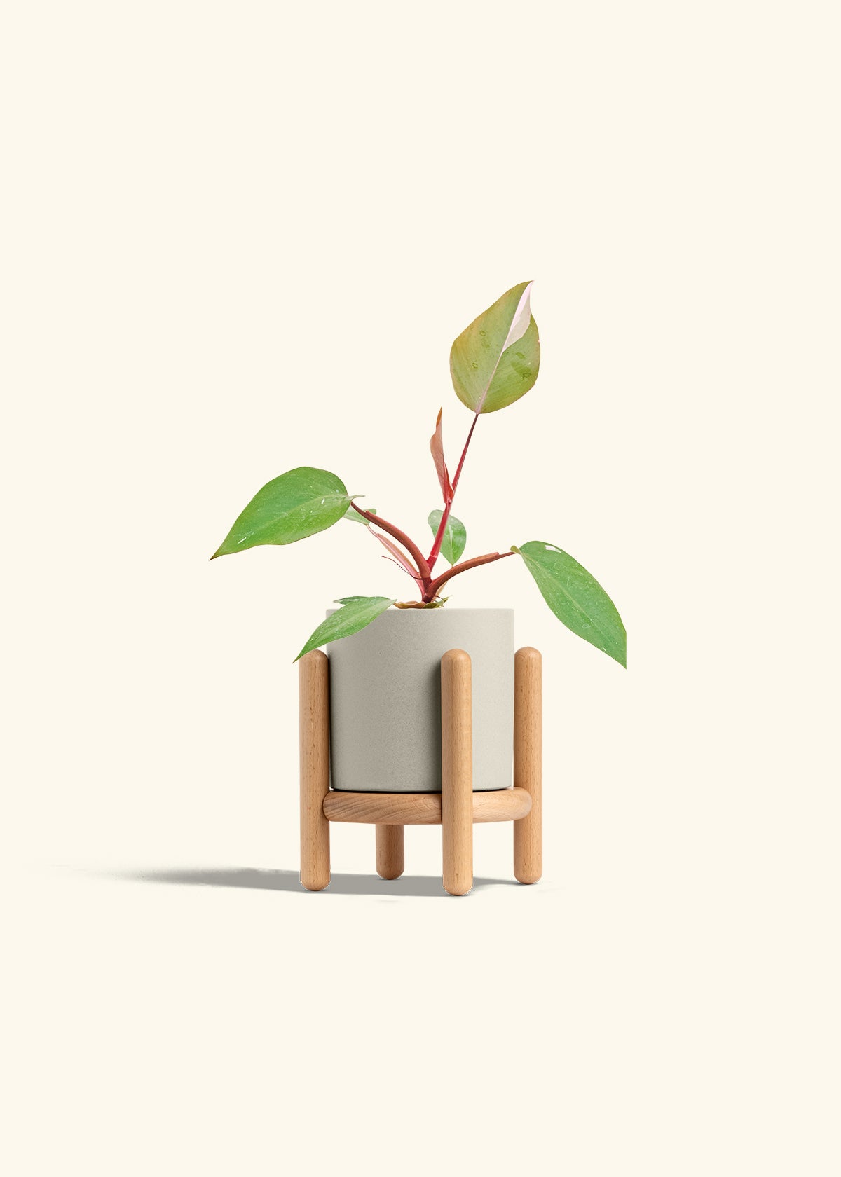 Philodendron Erubescens Pink Princess in a 4 inches Oat Classic Cylinder Planter in a Beech Wood Stand