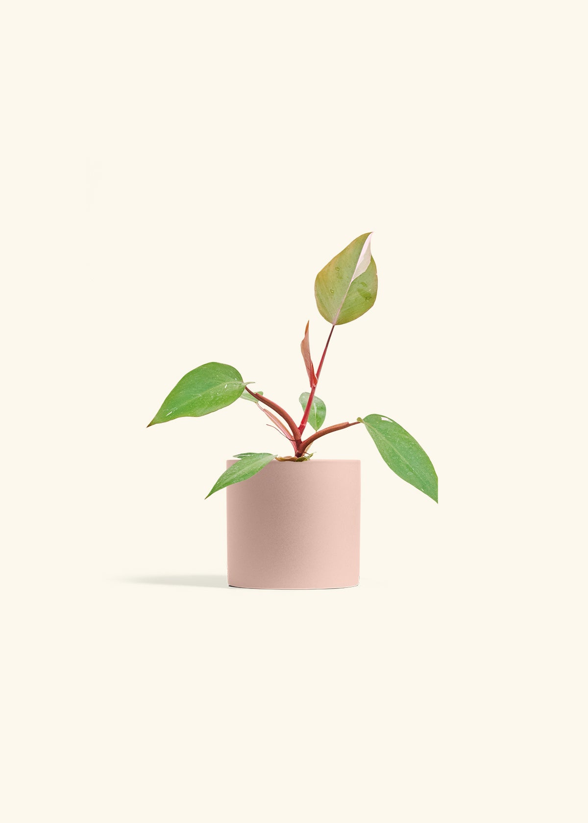 Philodendron Erubescens Pink Princess in a 4 inches Pink Classic Cylinder Planter