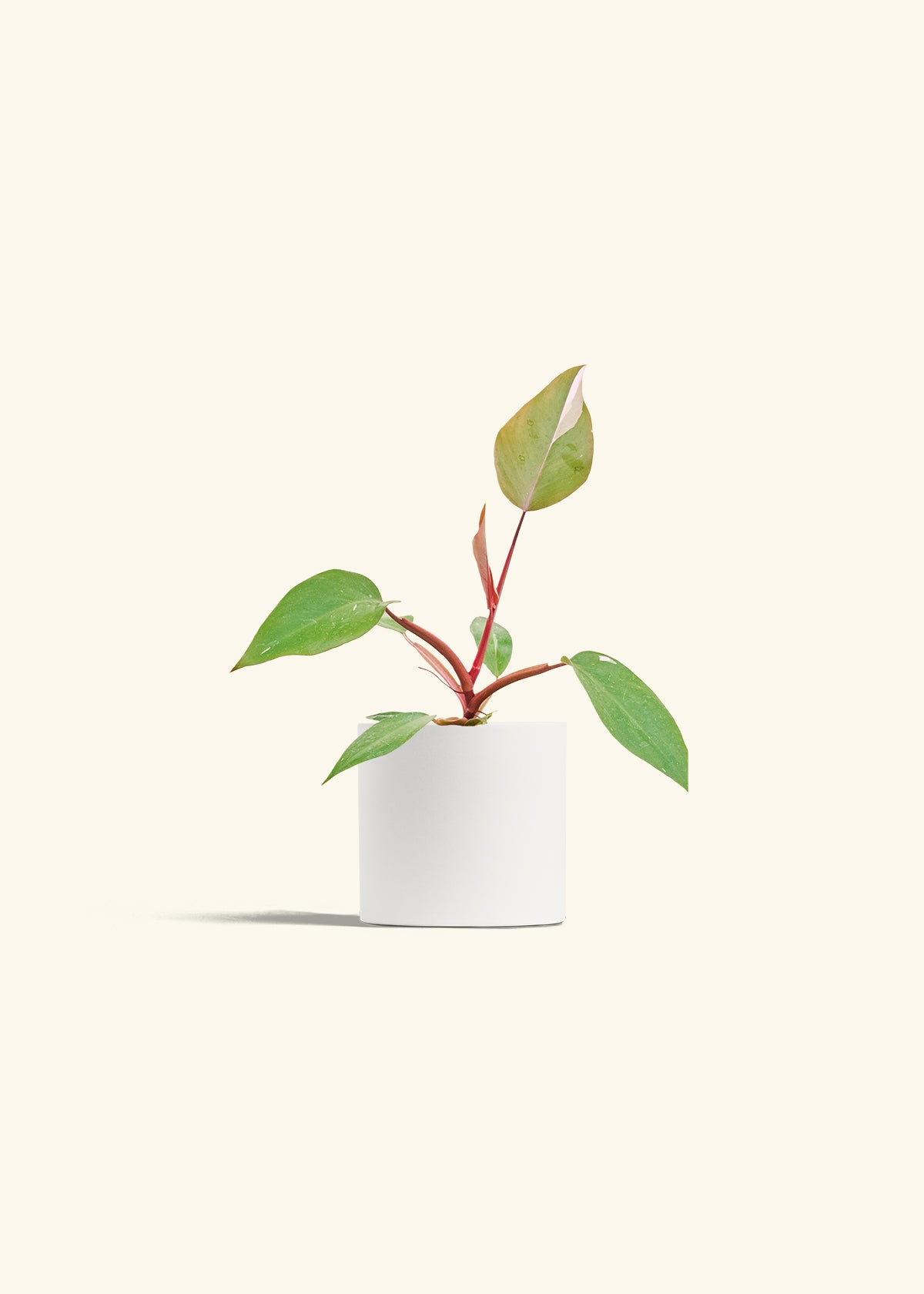 Philodendron Erubescens Pink Princess in a 4 inches White Classic Cylinder Planter