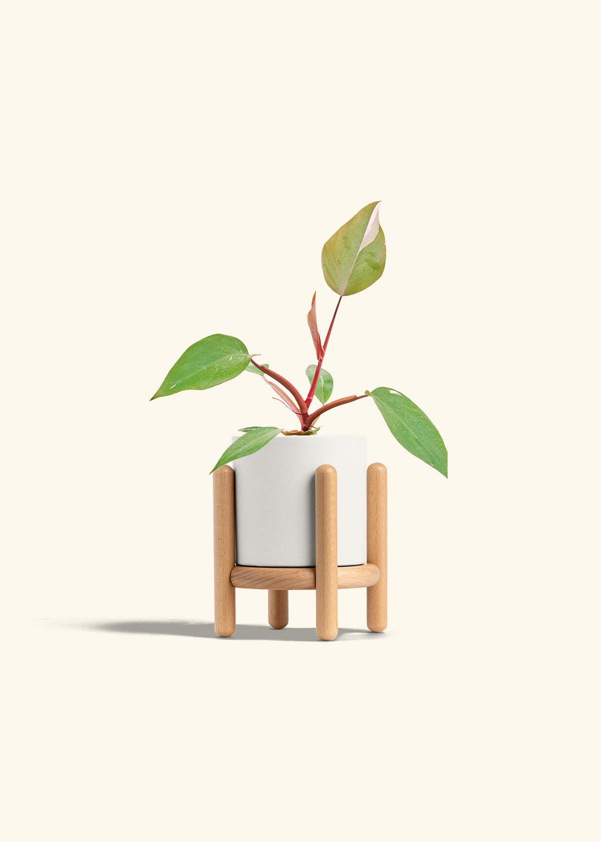 Philodendron Erubescens Pink Princess in a 4 inches White Classic Cylinder Planter in a Beech Wood Stand