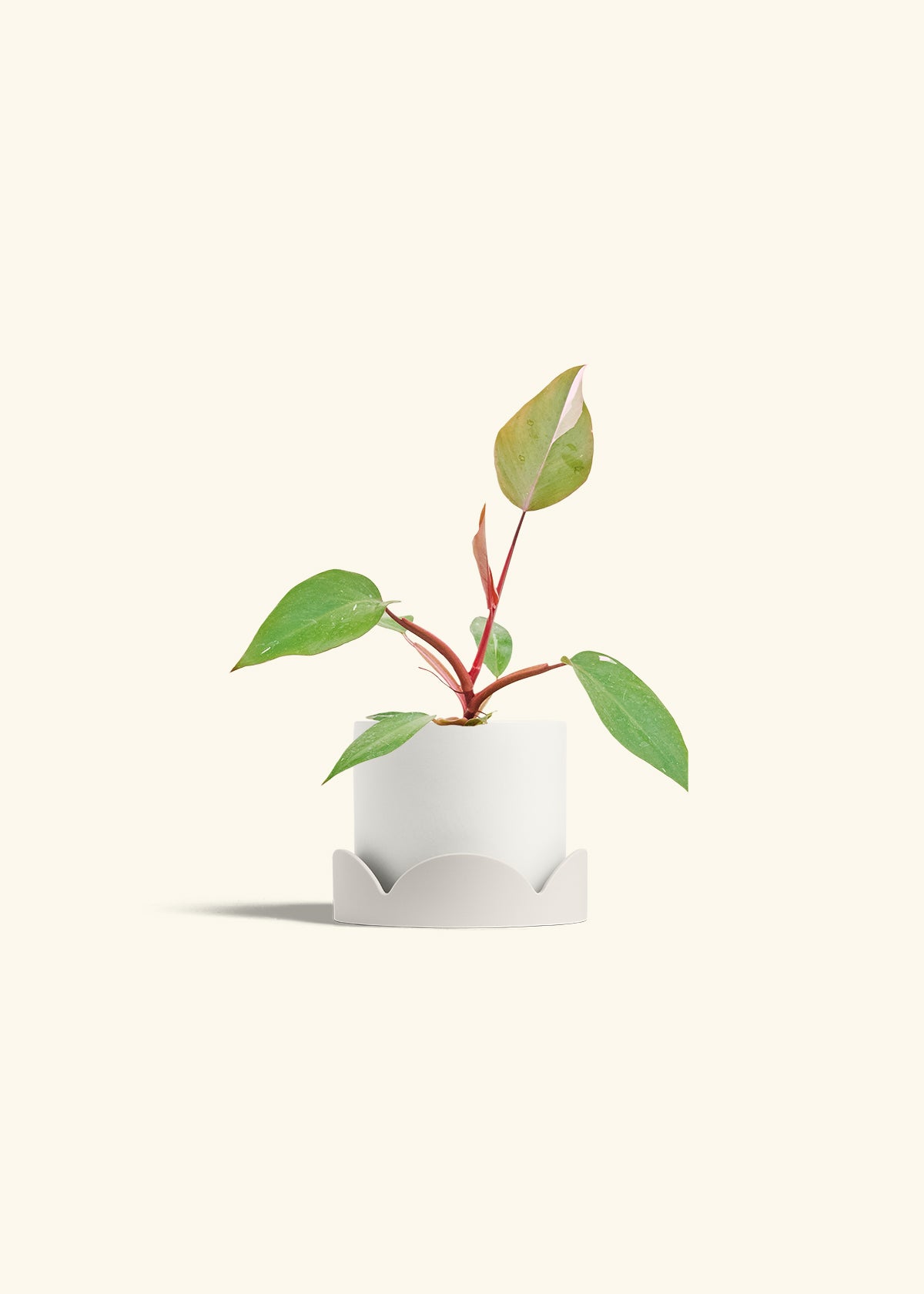 Philodendron Erubescens Pink Princess in a 4 inches White Classic Cylinder Planter in a Oat Petal Drip Tray