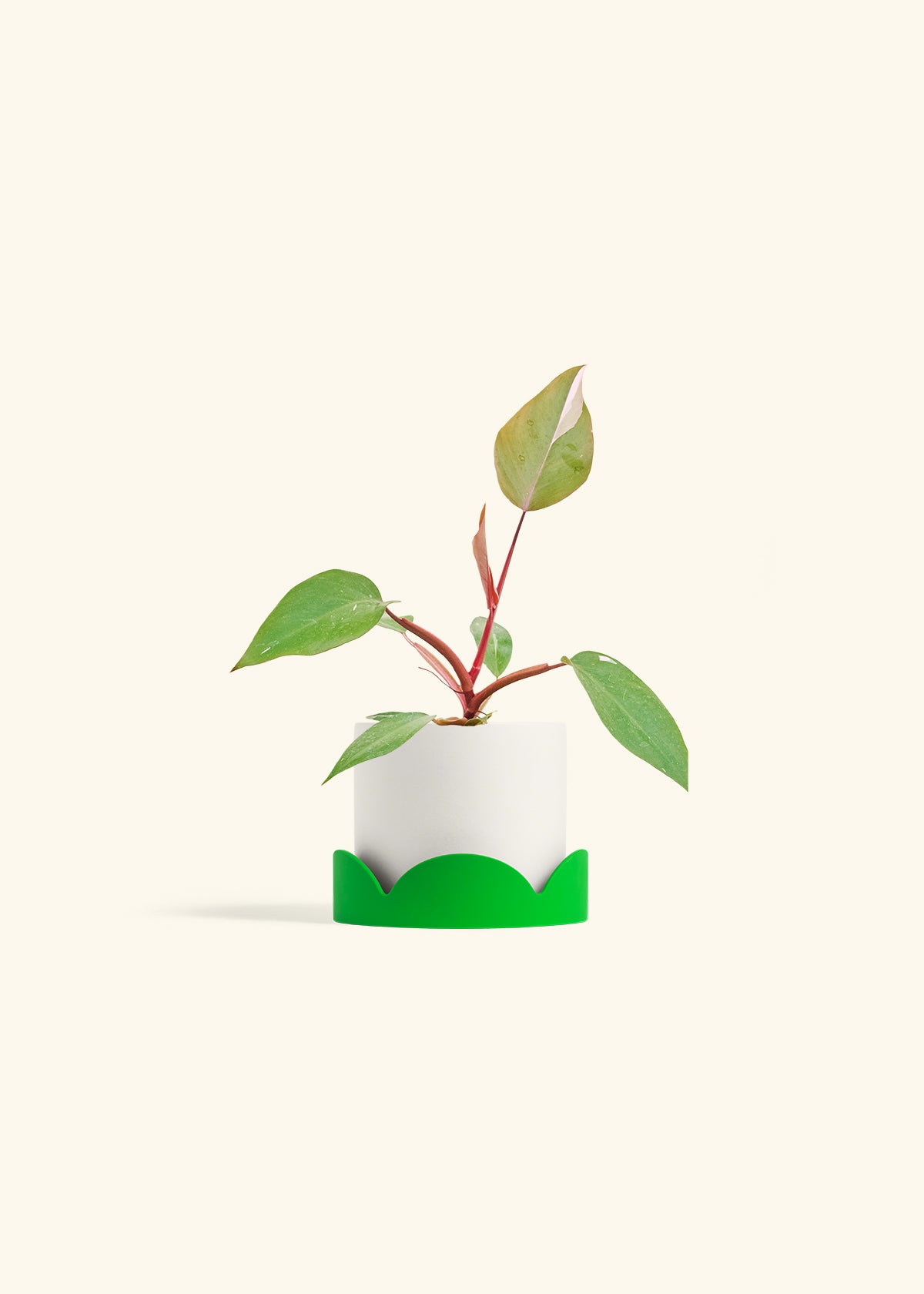 Philodendron Erubescens Pink Princess in a 4 inches White Classic Cylinder Planter in a Shamrock Petal Drip Tray