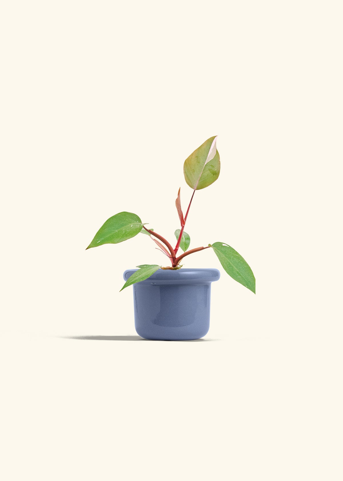 Philodendron Erubescens Pink Princess in a 4 inches Fat Lip Blue Planter