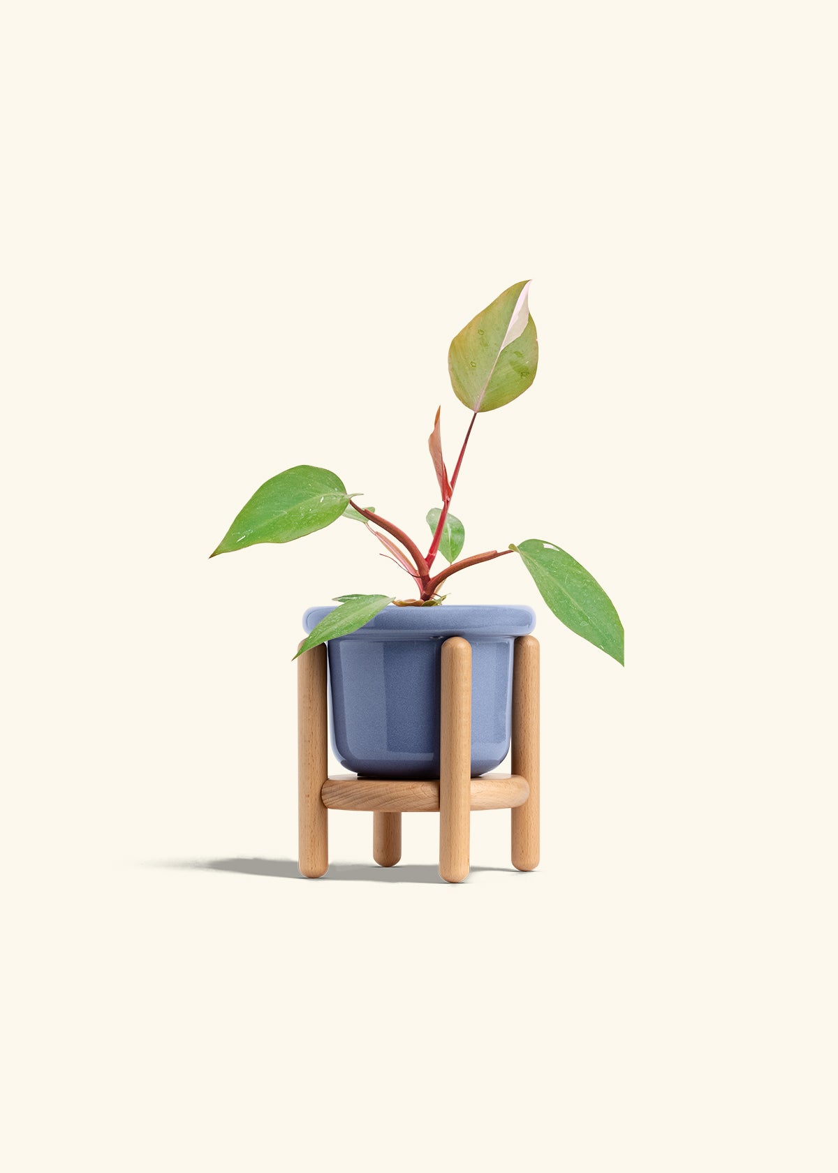 Philodendron Erubescens Pink Princess in a 4 inches Fat Lip Blue Planter in a Beech Wood Stand