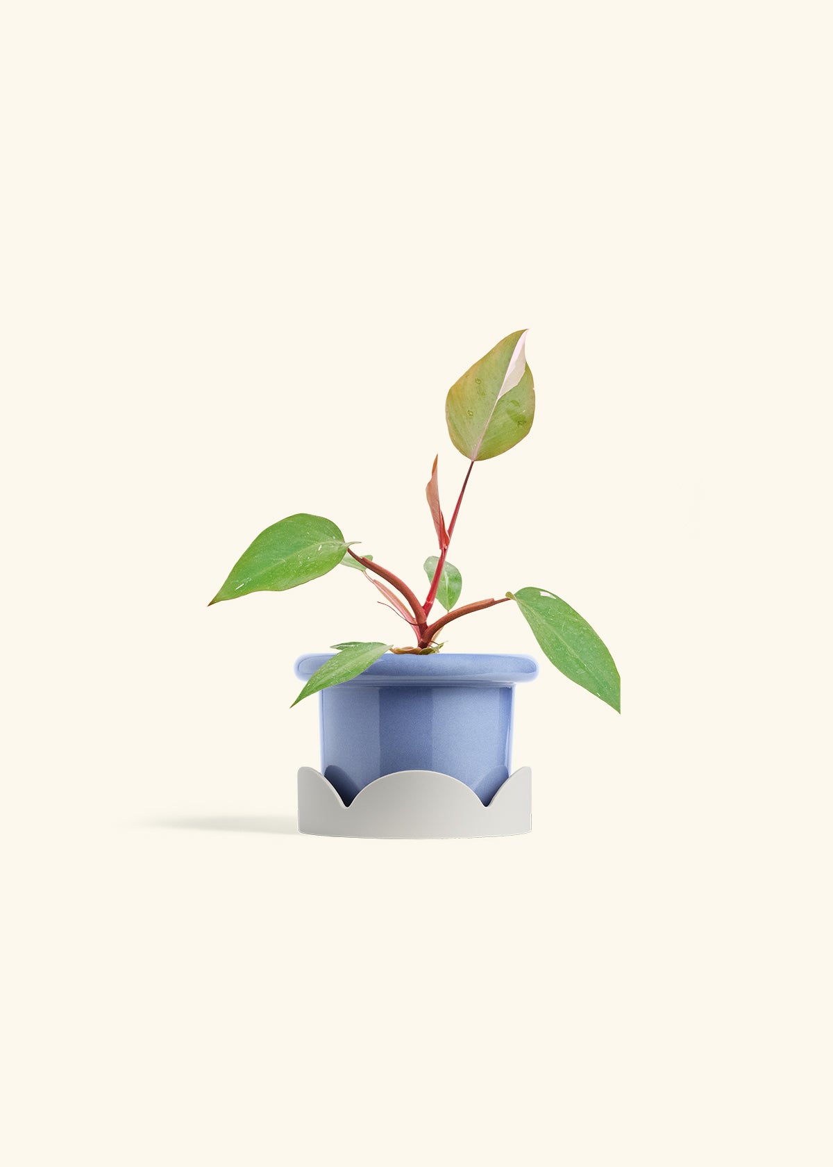 Philodendron Erubescens Pink Princess in a 4 inches Fat Lip Blue Planter in a Oat Petal Drip Tray