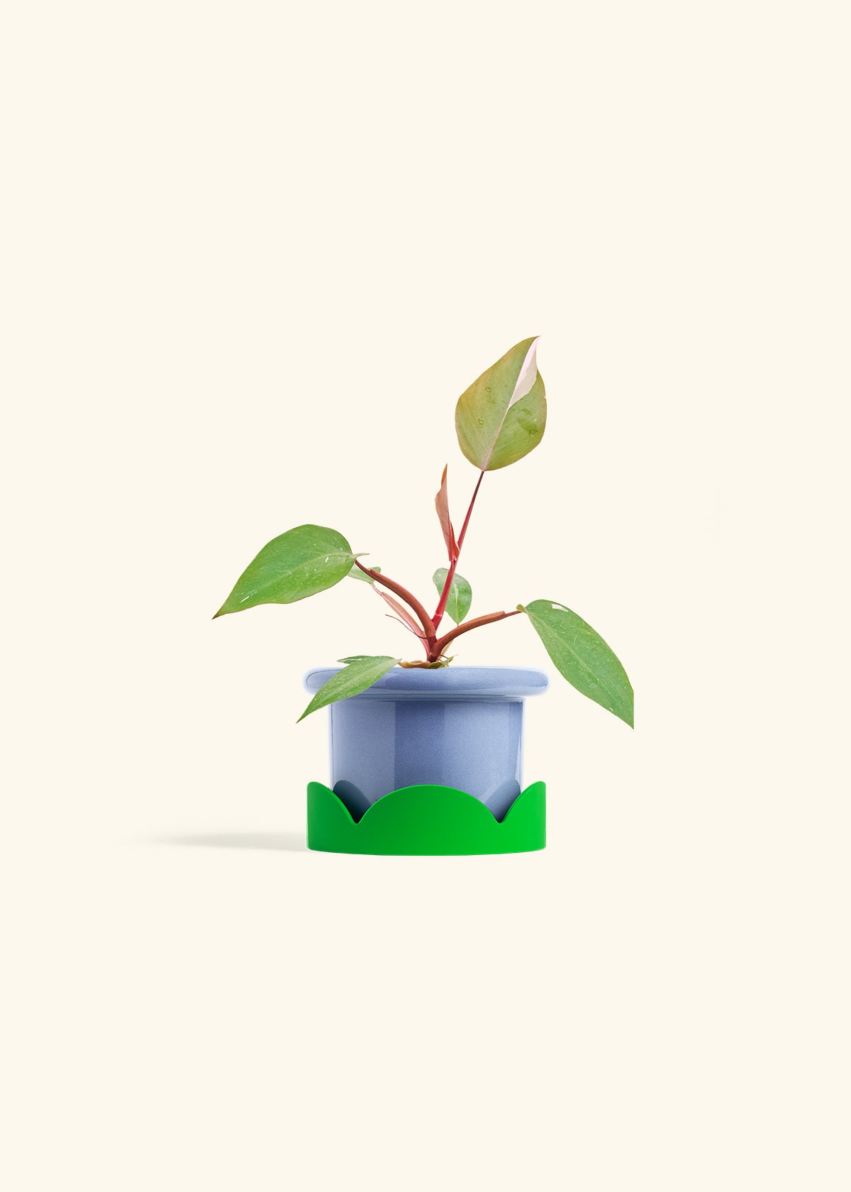 Philodendron Erubescens Pink Princess in a 4 inches Fat Lip Blue Planter in a Shamrock Petal Drip Tray