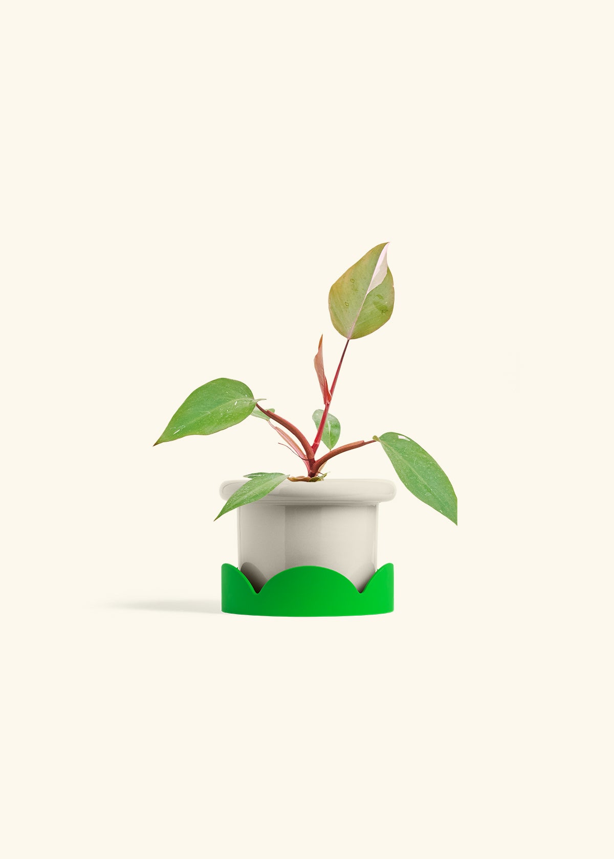 Philodendron Erubescens Pink Princess in a 4 inches Fat Lip Oat Planter in a Shamrock Petal Drip Tray