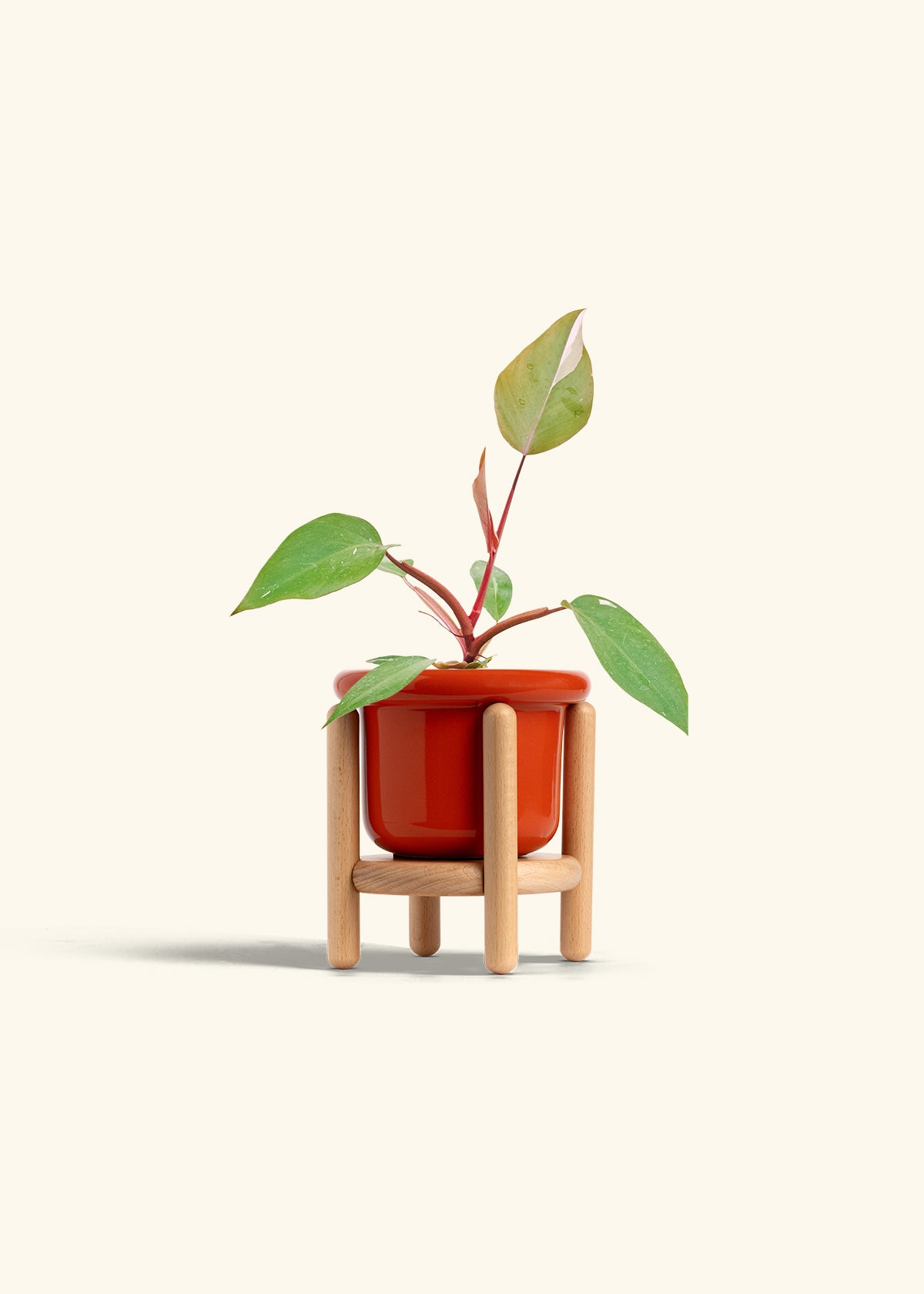 Philodendron Erubescens Pink Princess in a 4 inches Fat Lip Red Planter in a Beech Wood Stand