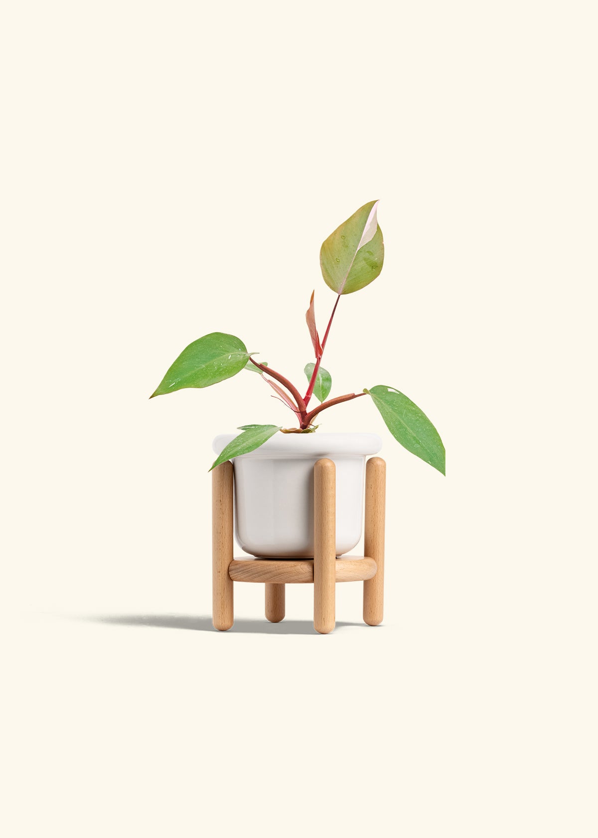 Philodendron Erubescens Pink Princess in a 4 inches Fat Lip White Planter in a Beech Wood Stand