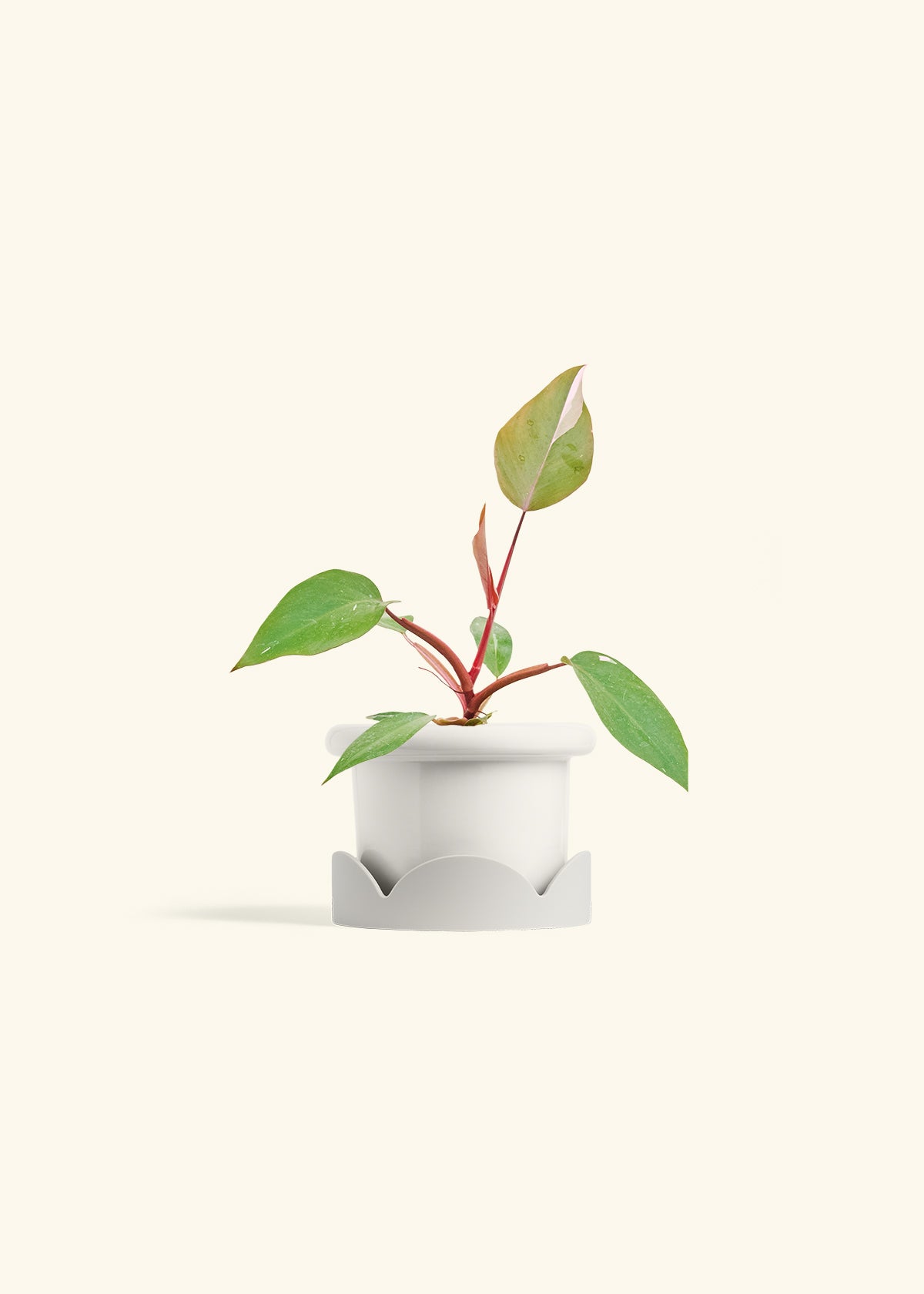 Philodendron Erubescens Pink Princess in a 4 inches Fat Lip White Planter in a Oat Petal Drip Tray