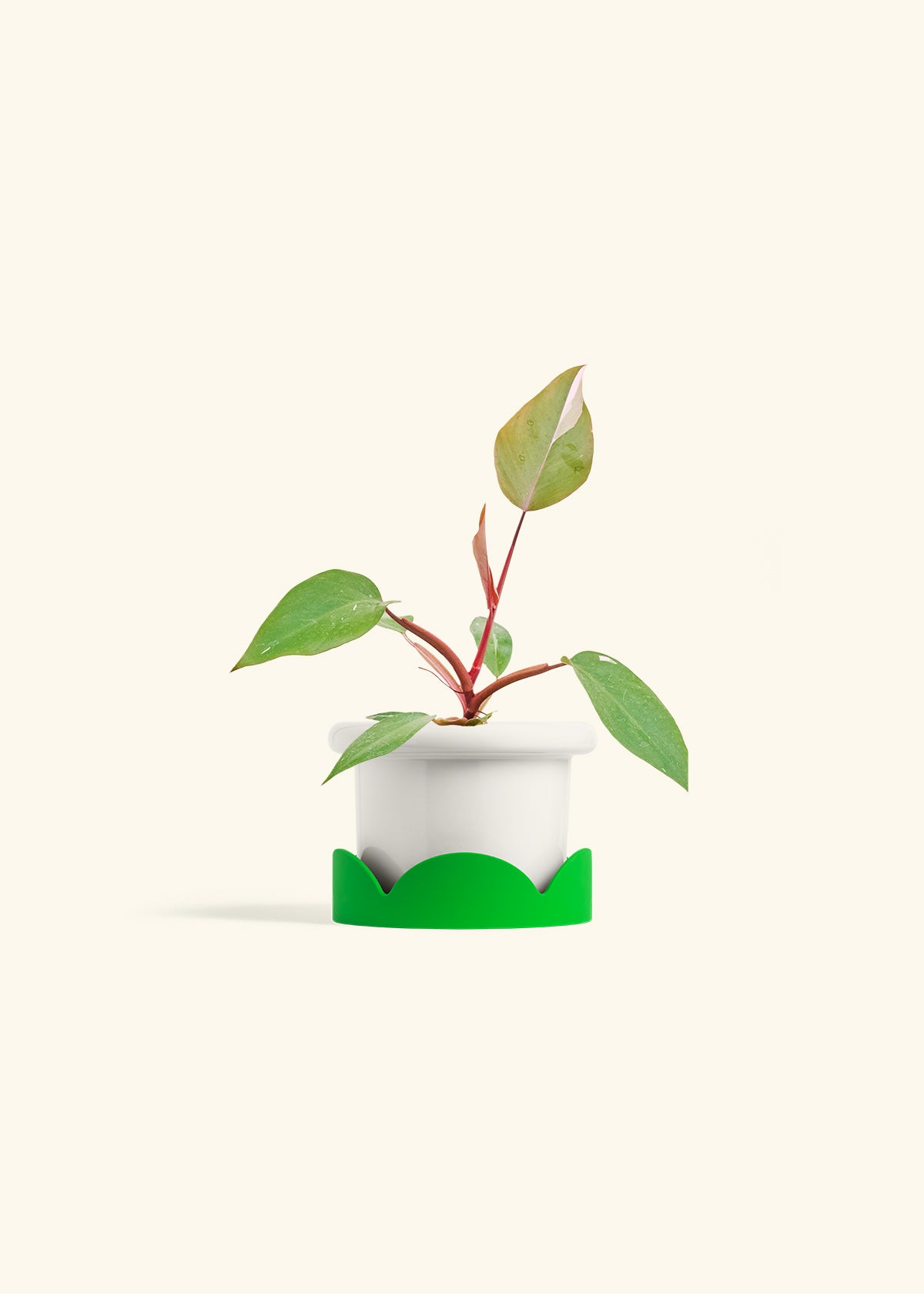 Philodendron Erubescens Pink Princess in a 4 inches Fat Lip White Planter in a Shamrock Petal Drip Tray