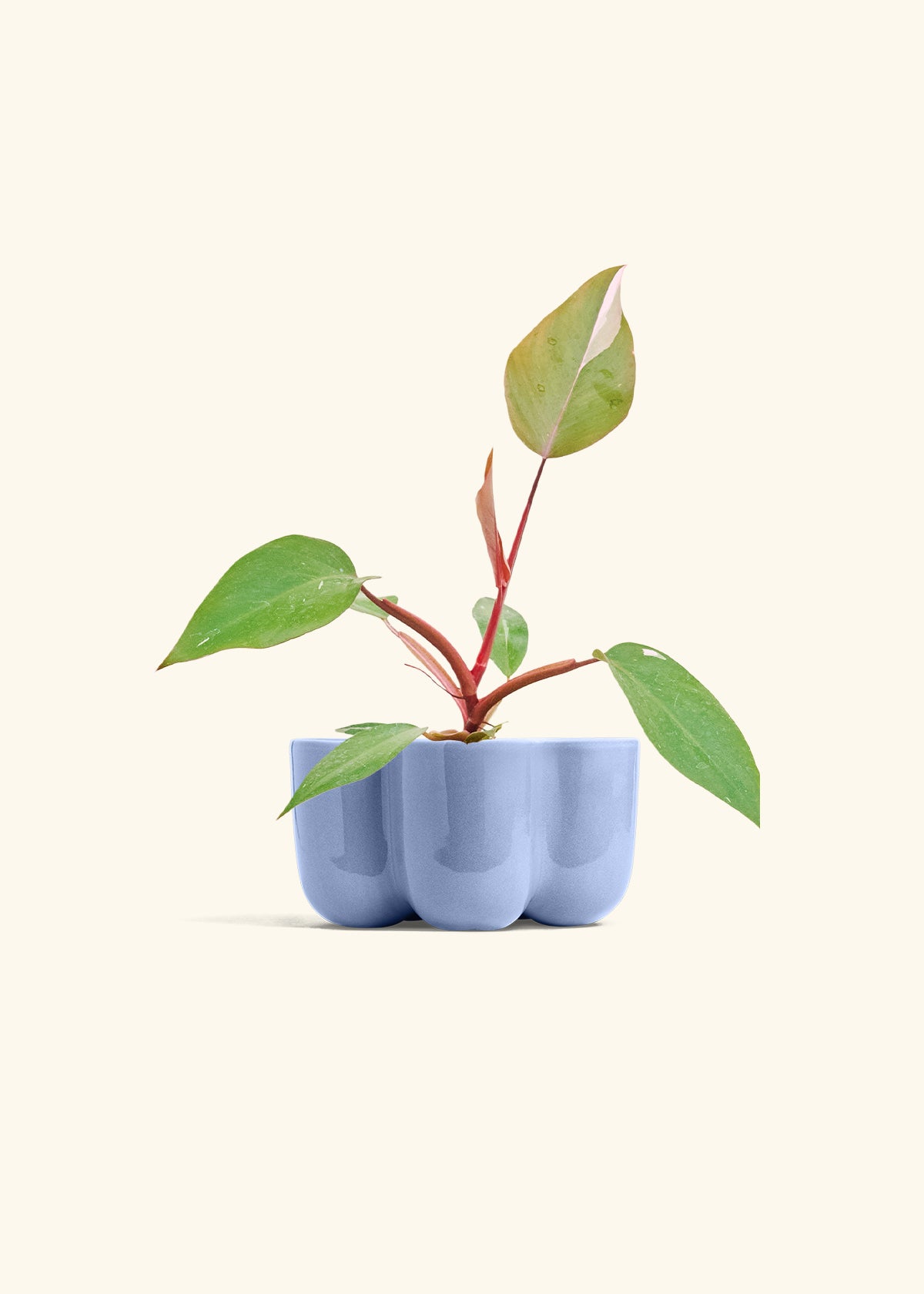 Philodendron Erubescens Pink Princess in a 4 inches in a Blue Petal Planter