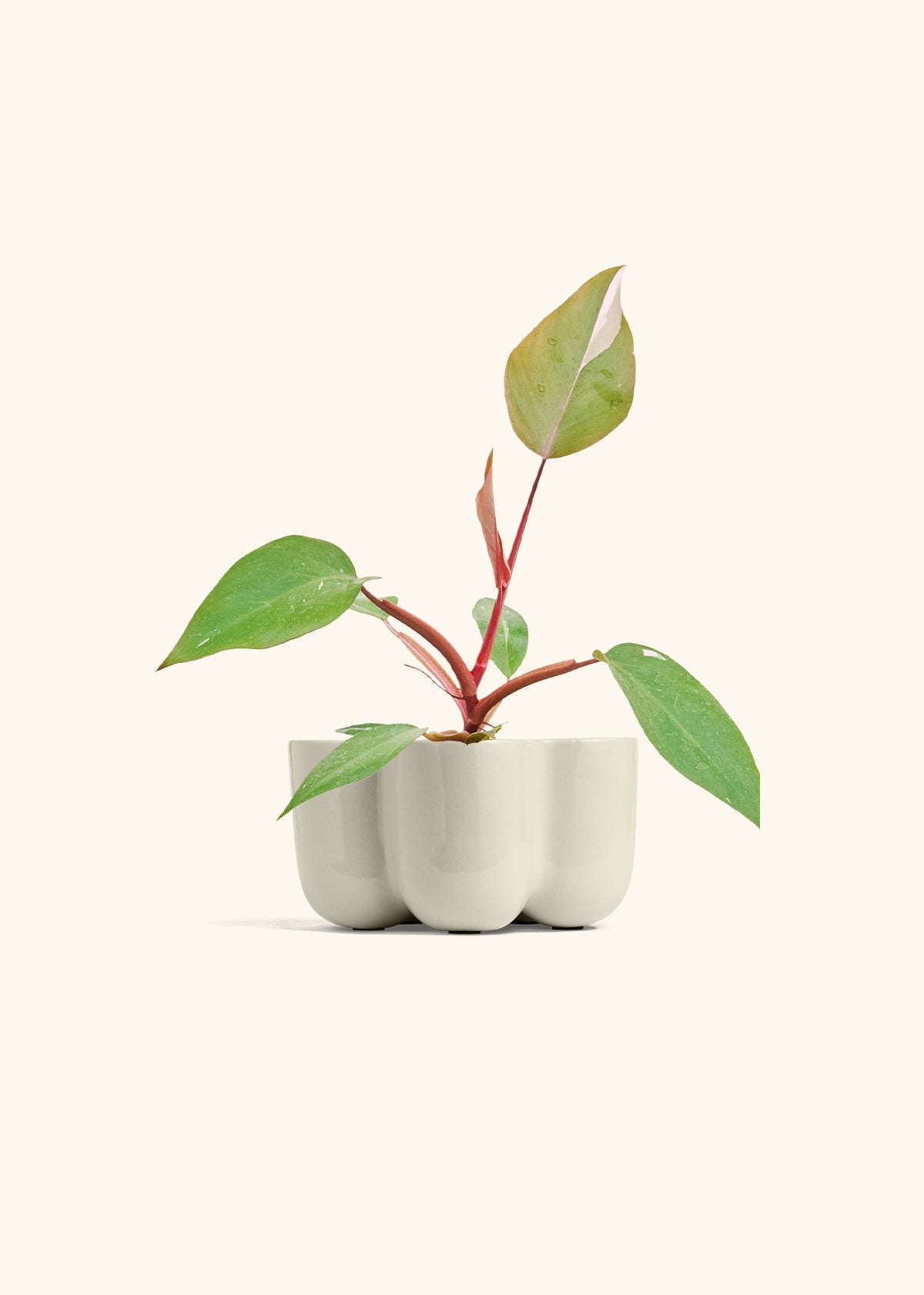 Philodendron Erubescens Pink Princess in a 4 inches in a Oat Petal Planter