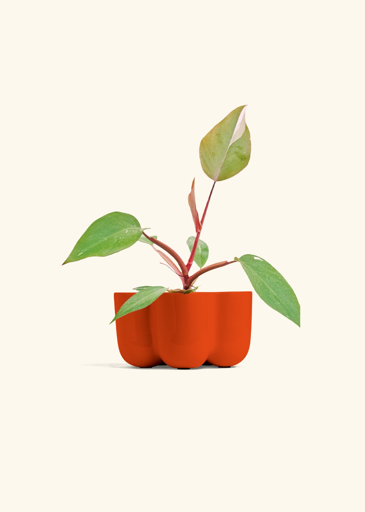 Philodendron Erubescens Pink Princess in a 4 inches in a Beech Wood Stand