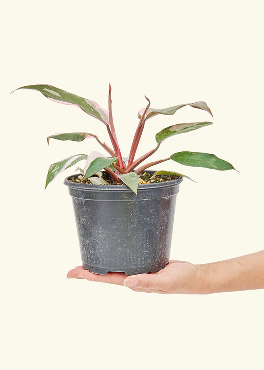 Philodendron Pink Princess in a 6 inches grow pot