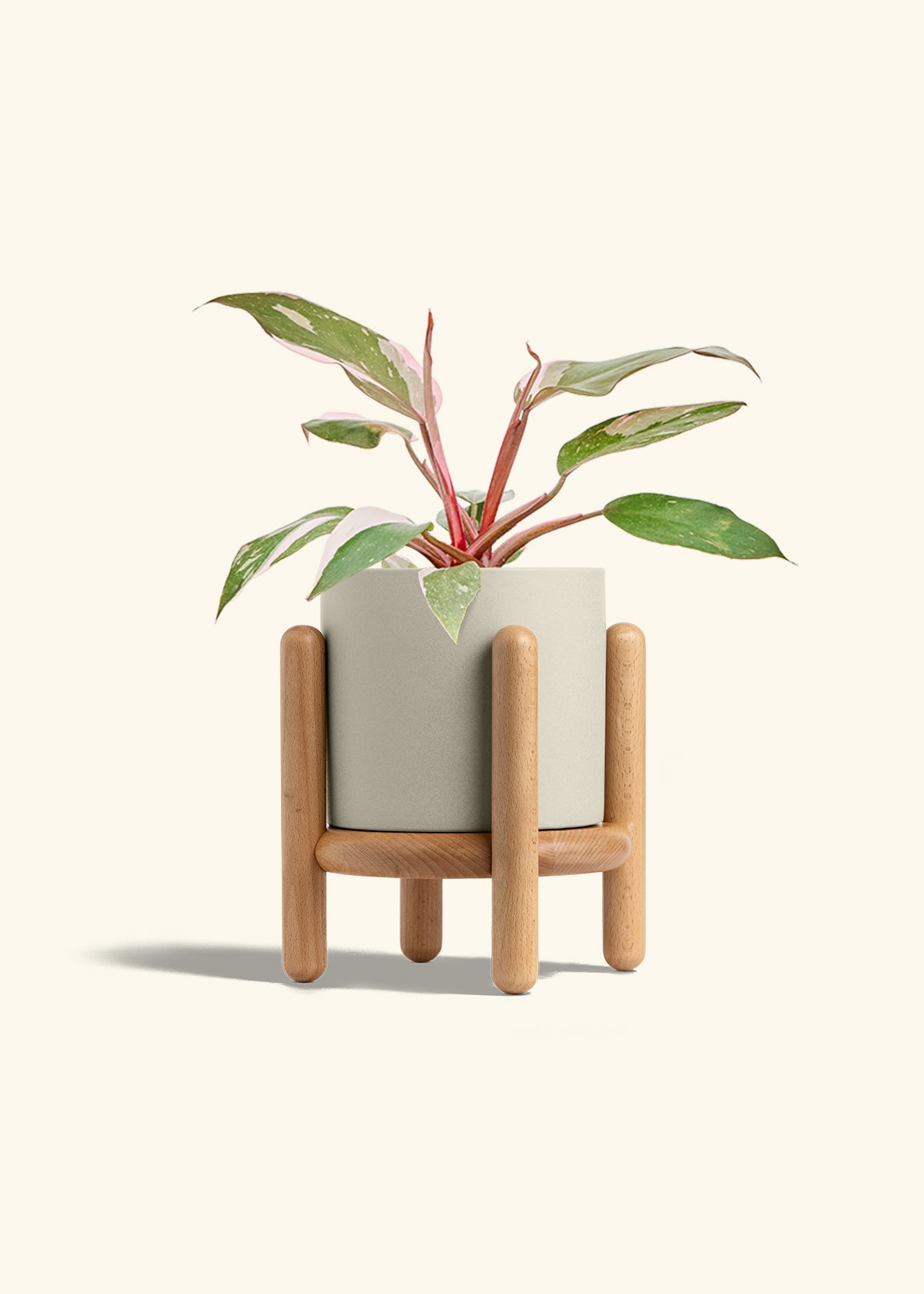 Philodendron Pink Princess in a 6 inches Oat Classic Cylinder Planter in a Beech Wood Stand