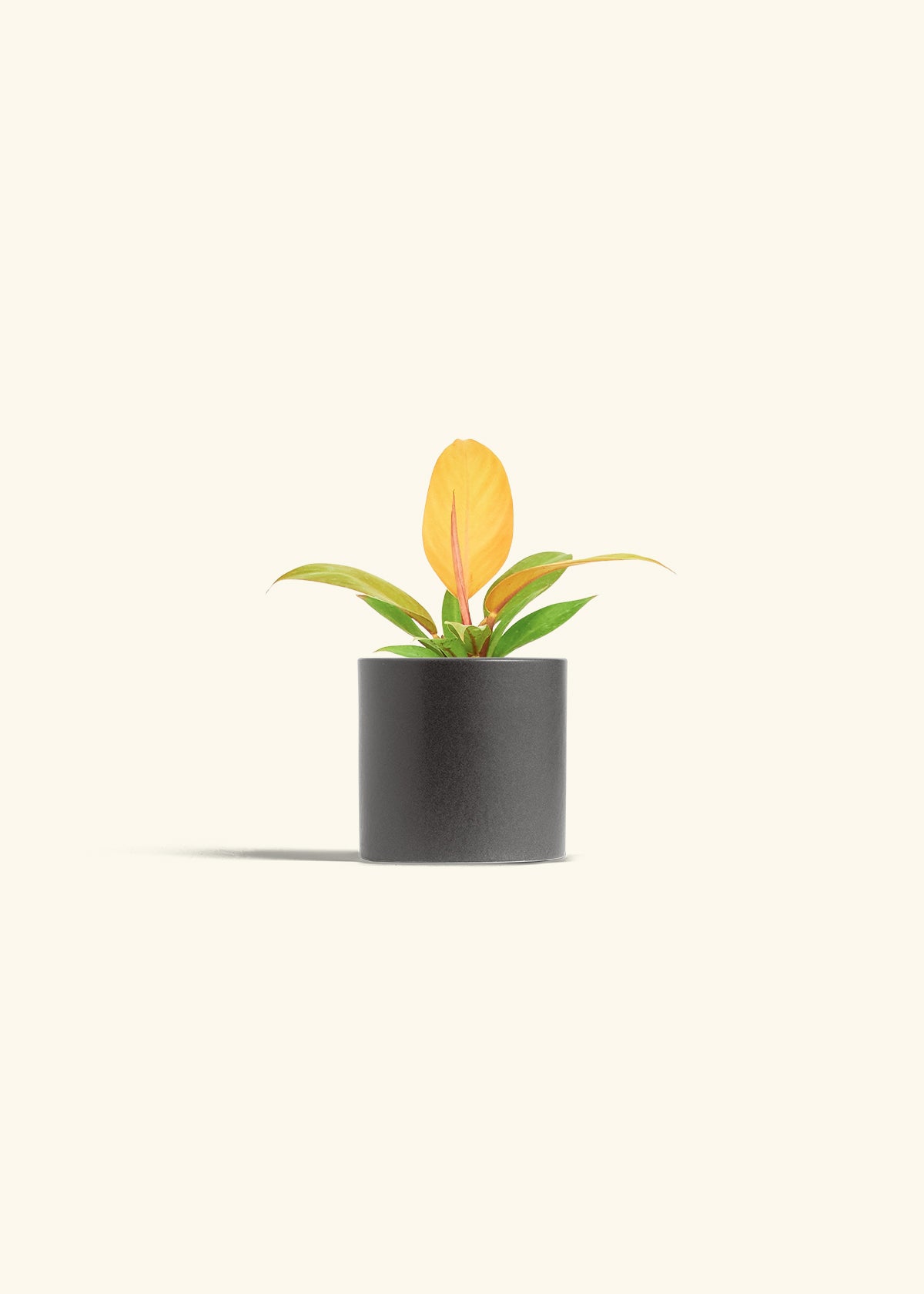 Philodendron Prince of Orange in a 4 inches Charcoal Classic Cylinder Planter