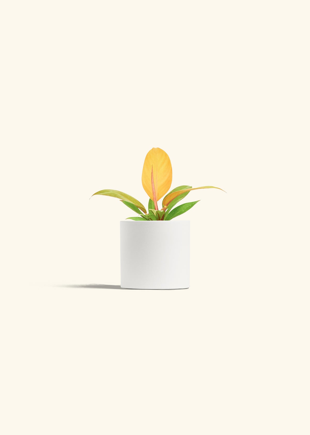 Philodendron Prince of Orange in a 4 inches White Classic Cylinder Planter