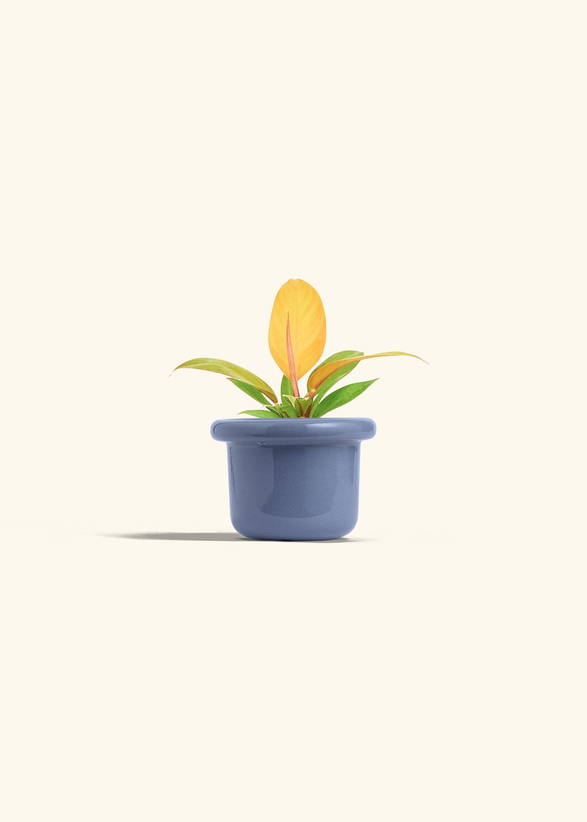 Philodendron Prince of Orange in a 4 inches Fat Lip Blue Planter