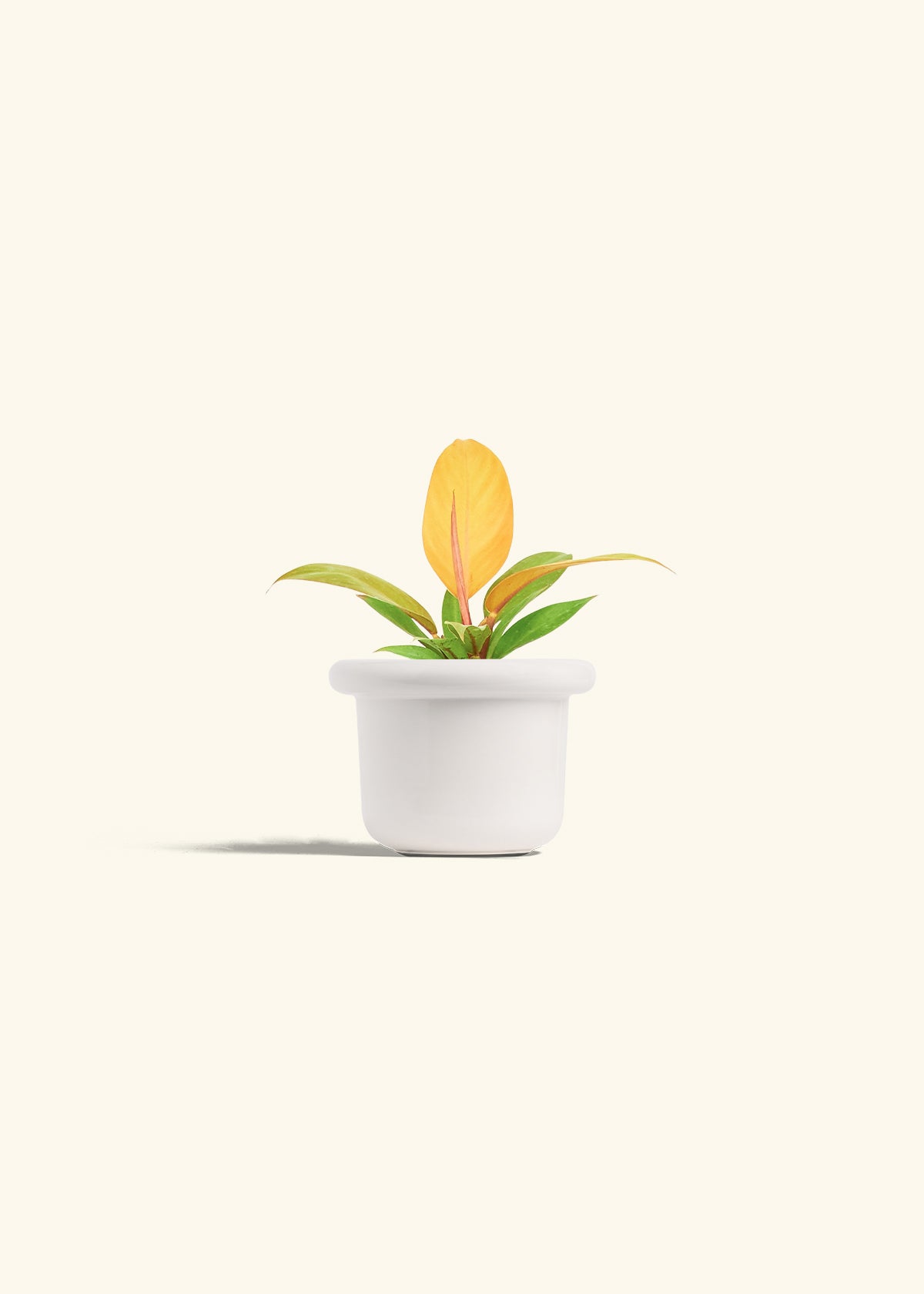 Philodendron Prince of Orange in a 4 inches Fat Lip White Planter