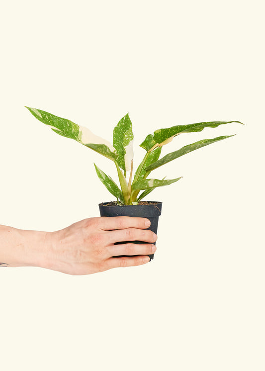 Philodendron 'Ring of Fire' in a 4 grow pot