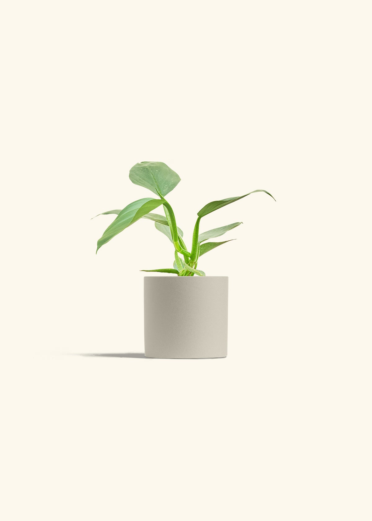 Philodendron Silver Sword in a 4 inches Oat Classic Cylinder Planter