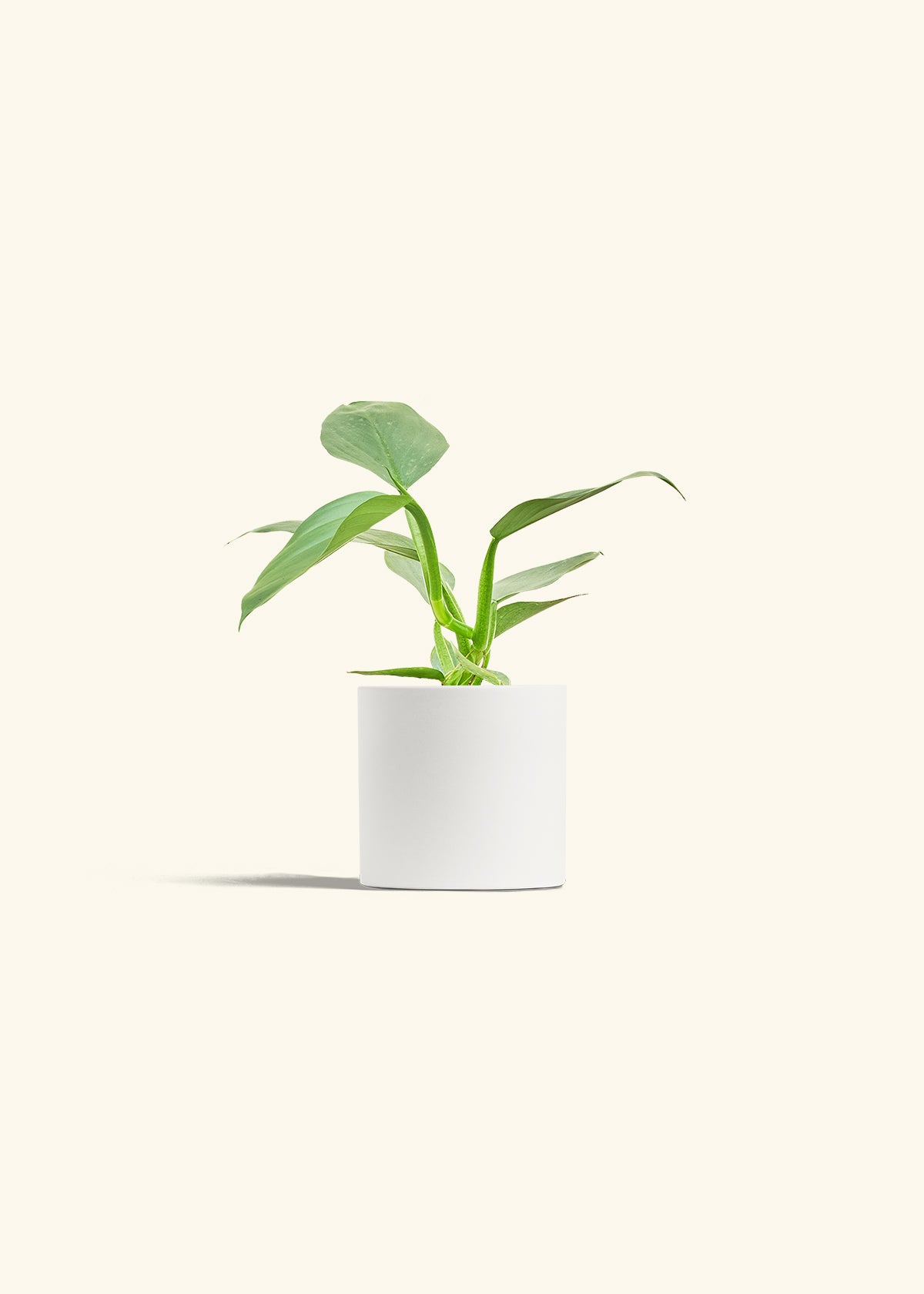 Philodendron Silver Sword in a 4 inches White Classic Cylinder Planter