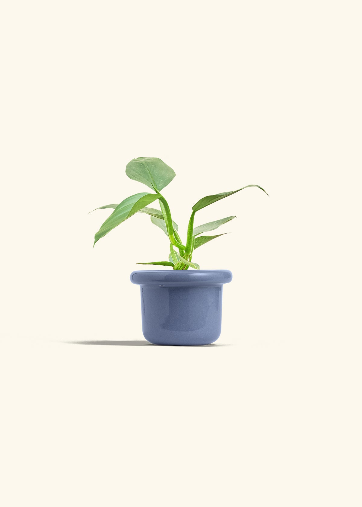 Philodendron Silver Sword in a 4 inches Fat Lip Blue Planter