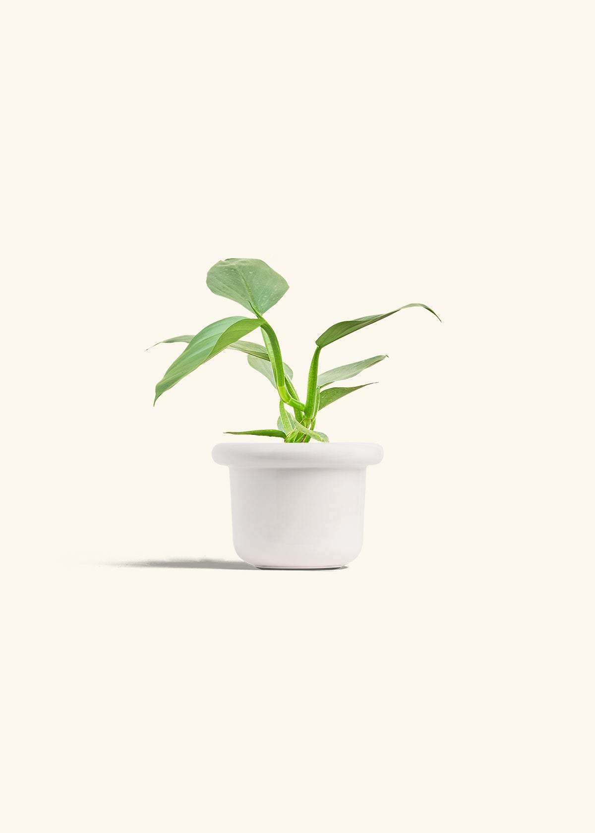 Philodendron Silver Sword in a 4 inches Fat Lip White Planter