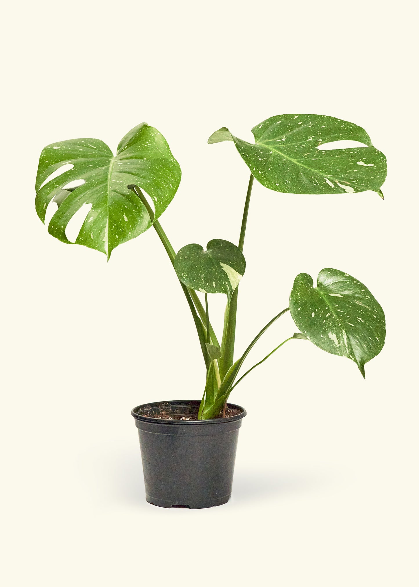 Monstera Thai Constellation in a 6  inches grow pot