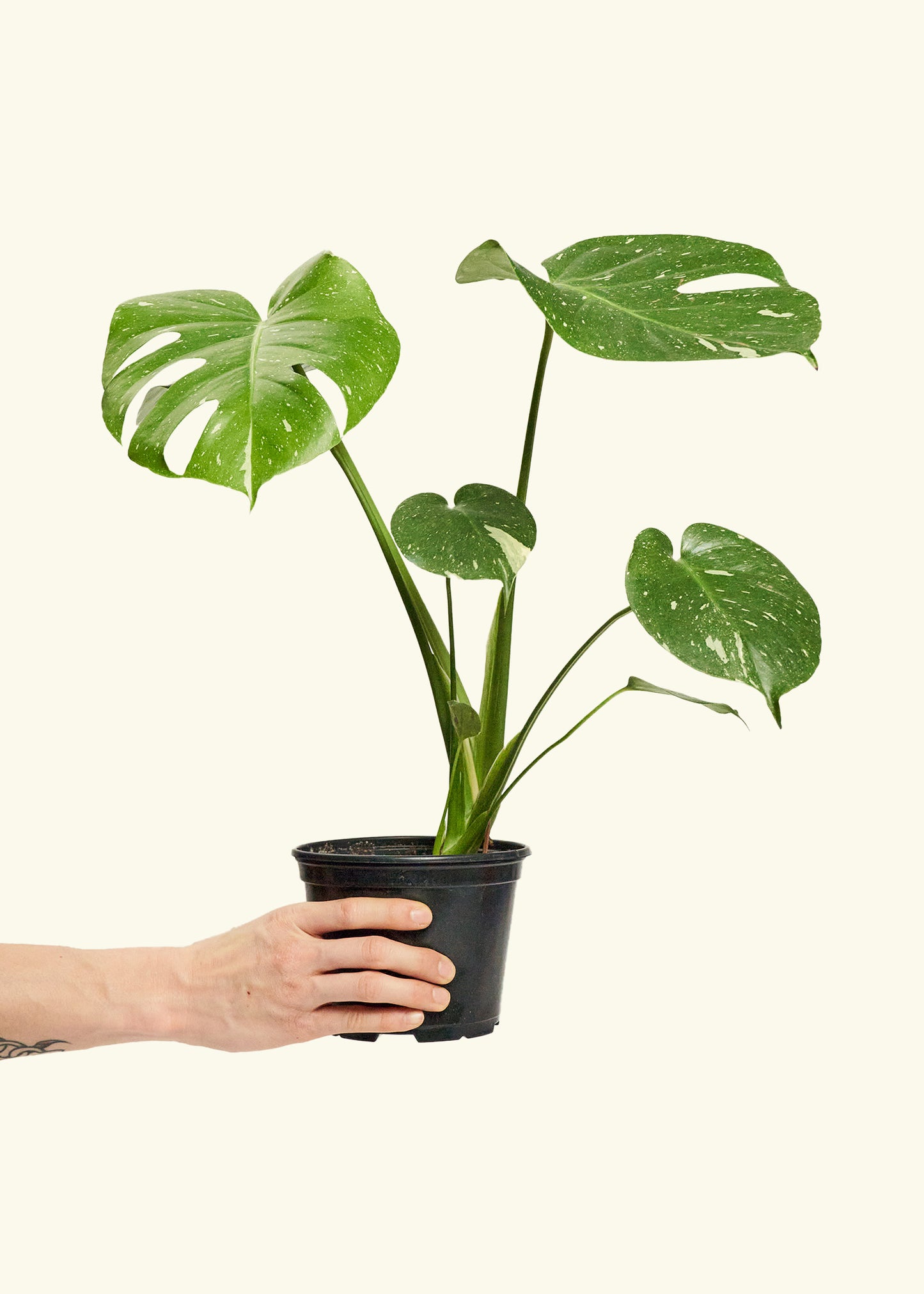 Monstera Thai Constellation in a 6  inches grow pot