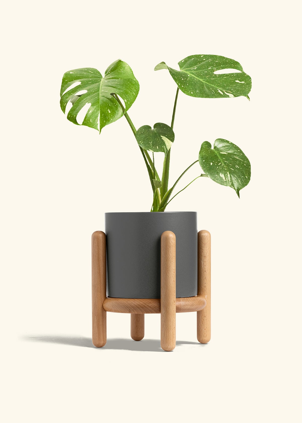 Monstera Thai Constellation in a 6  inches Charcoal Classic Cylinder Planter in a Beech Wood Stand